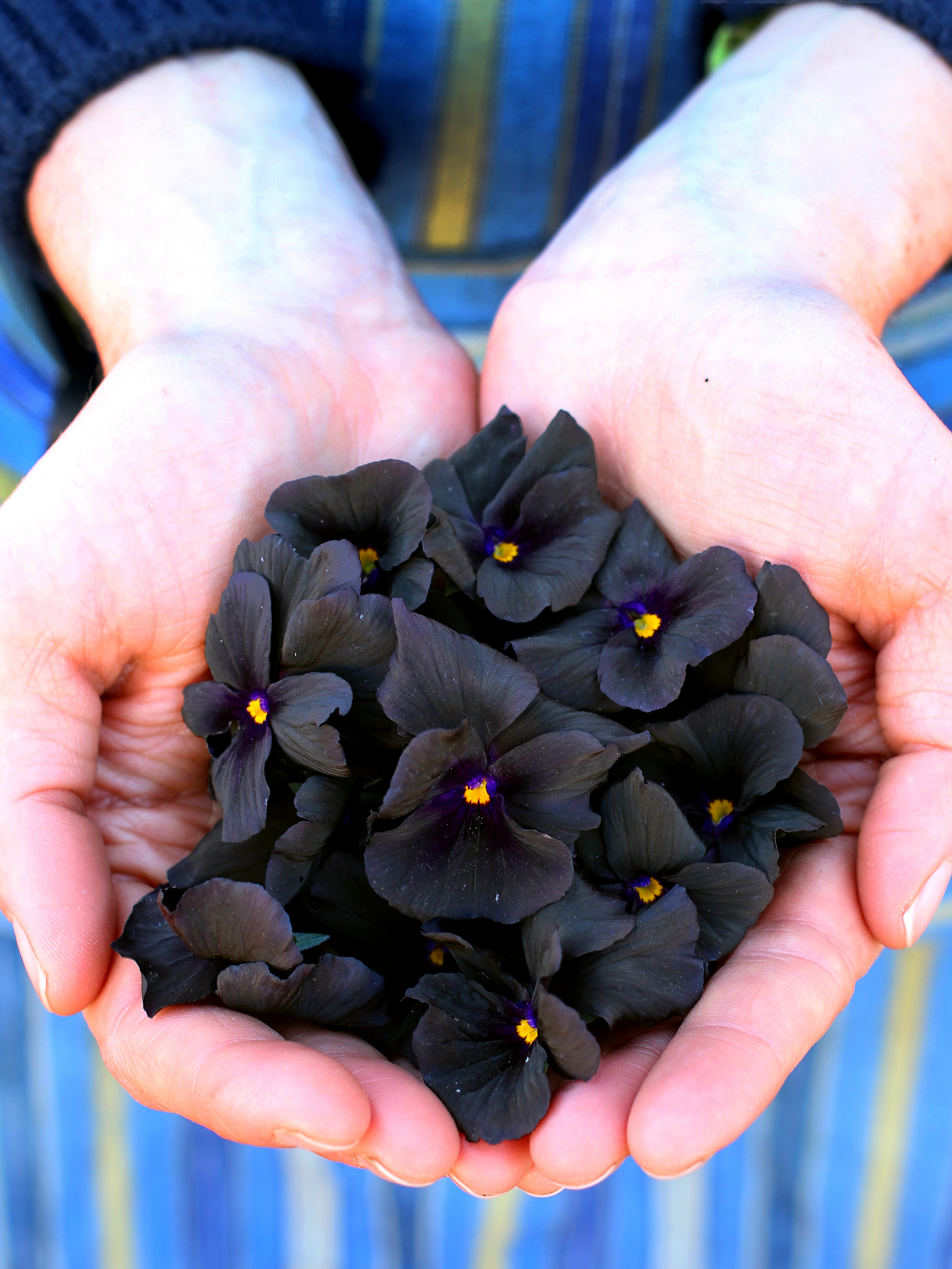 molly-sanderson-pansy