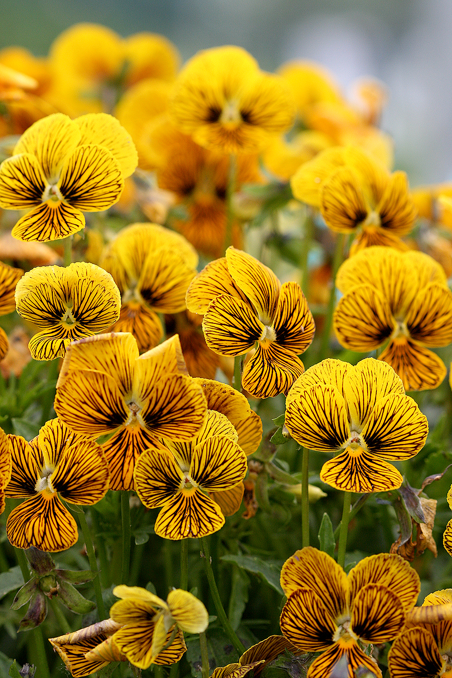 16 Flowers to Paint Your Garden Yellow