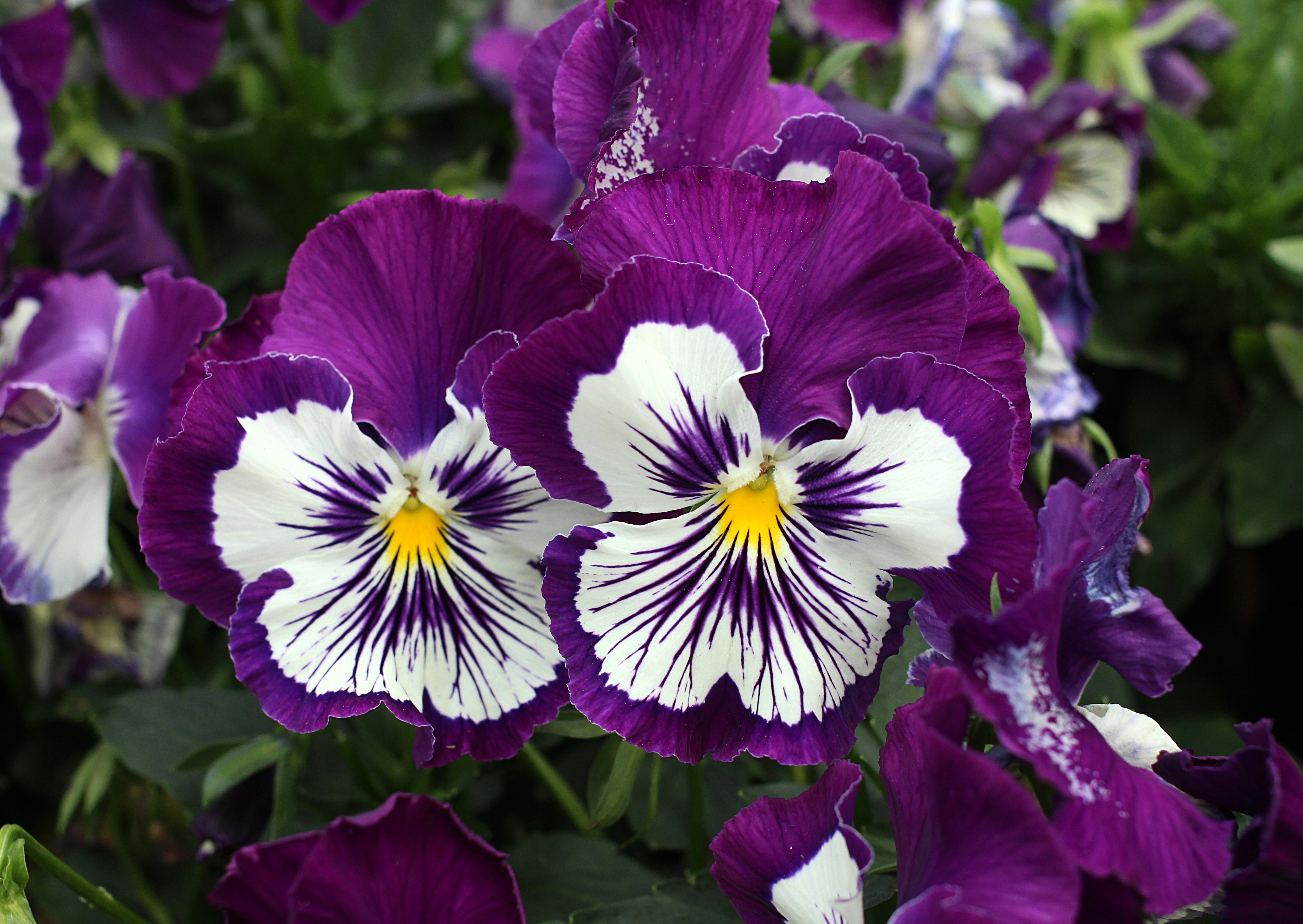 whopping-purple-whiskers-pansy