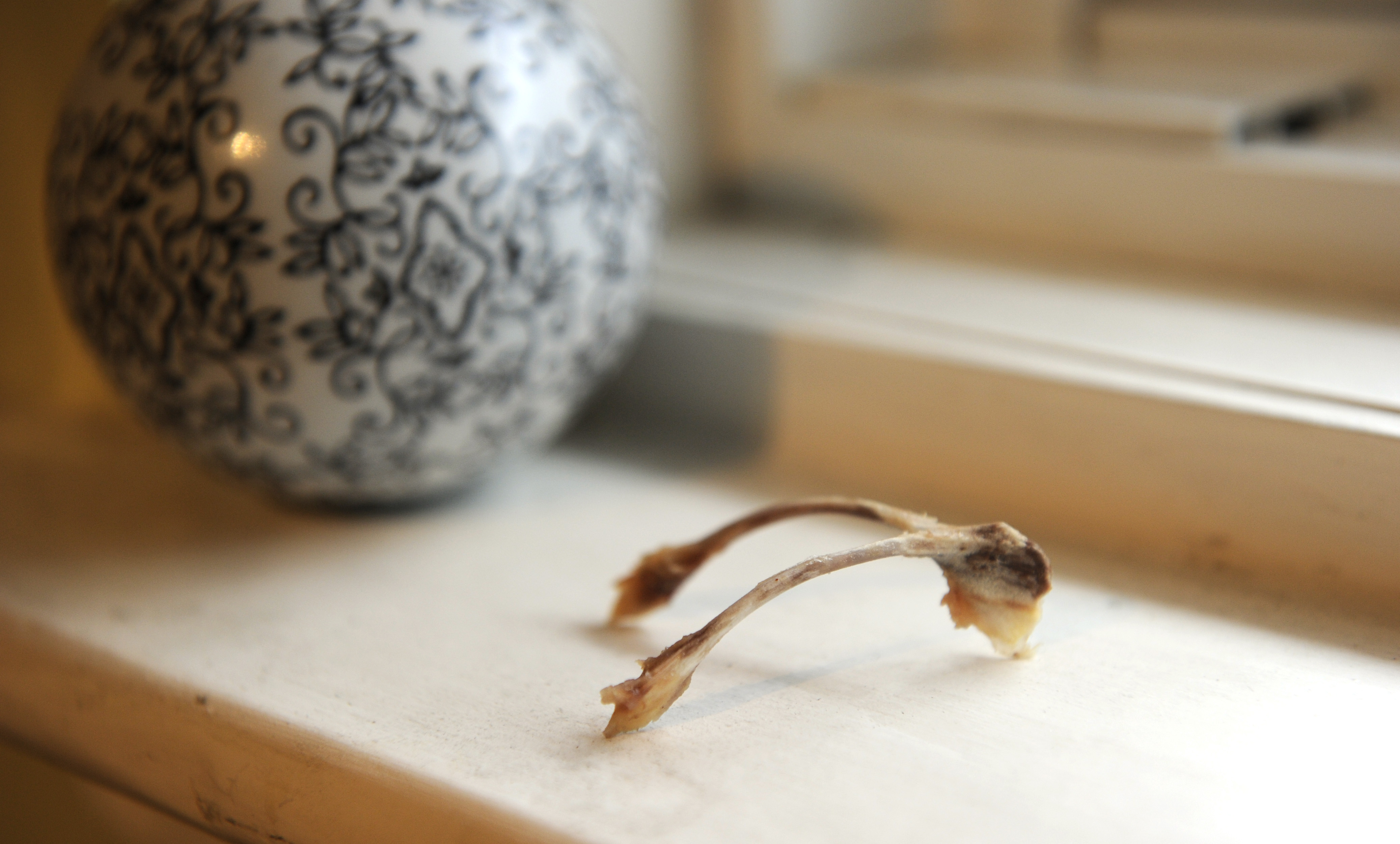 Why We Break the Wishbone on Thanksgiving