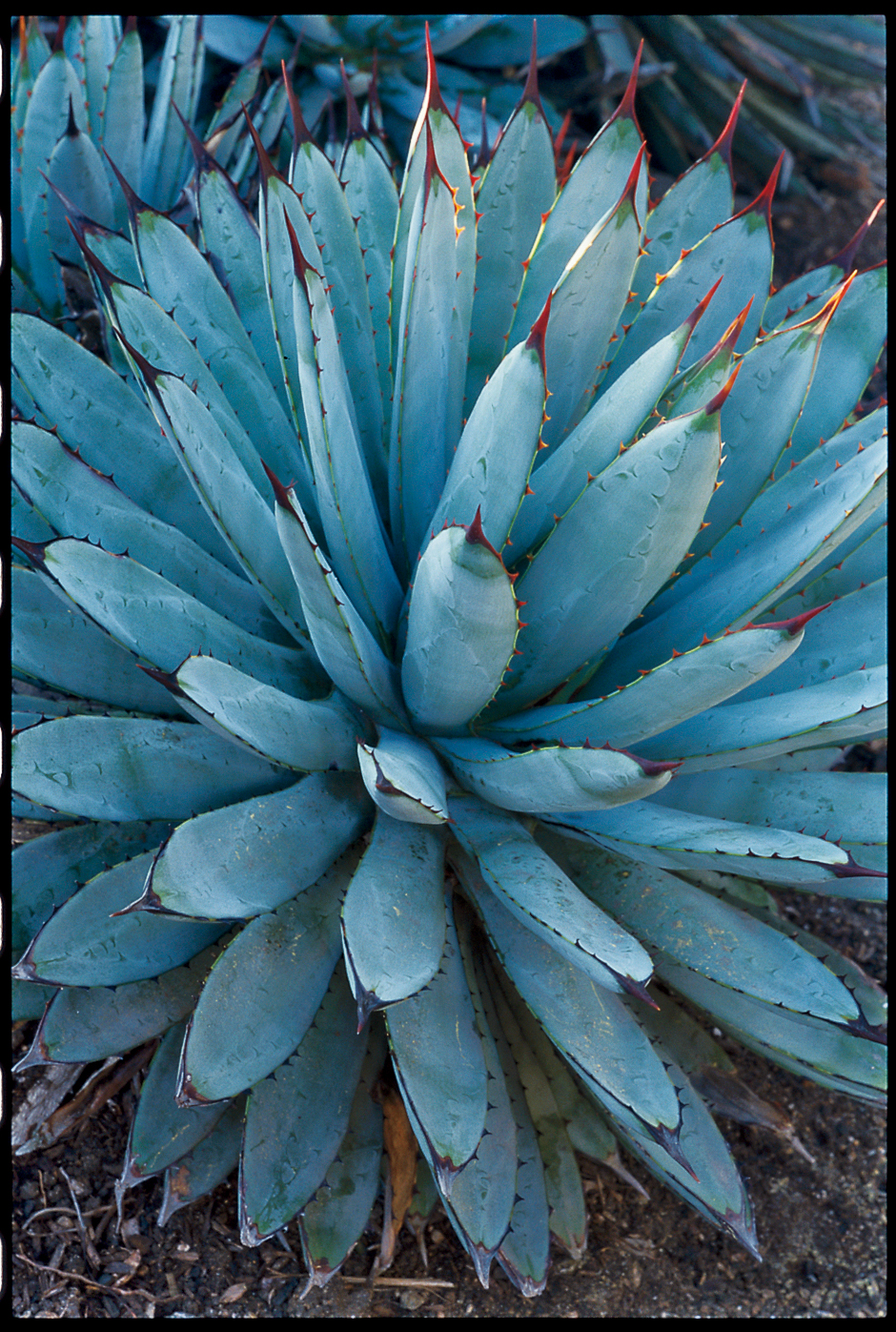 Water Wise Container Plants That Look Good Do The Most Sunset