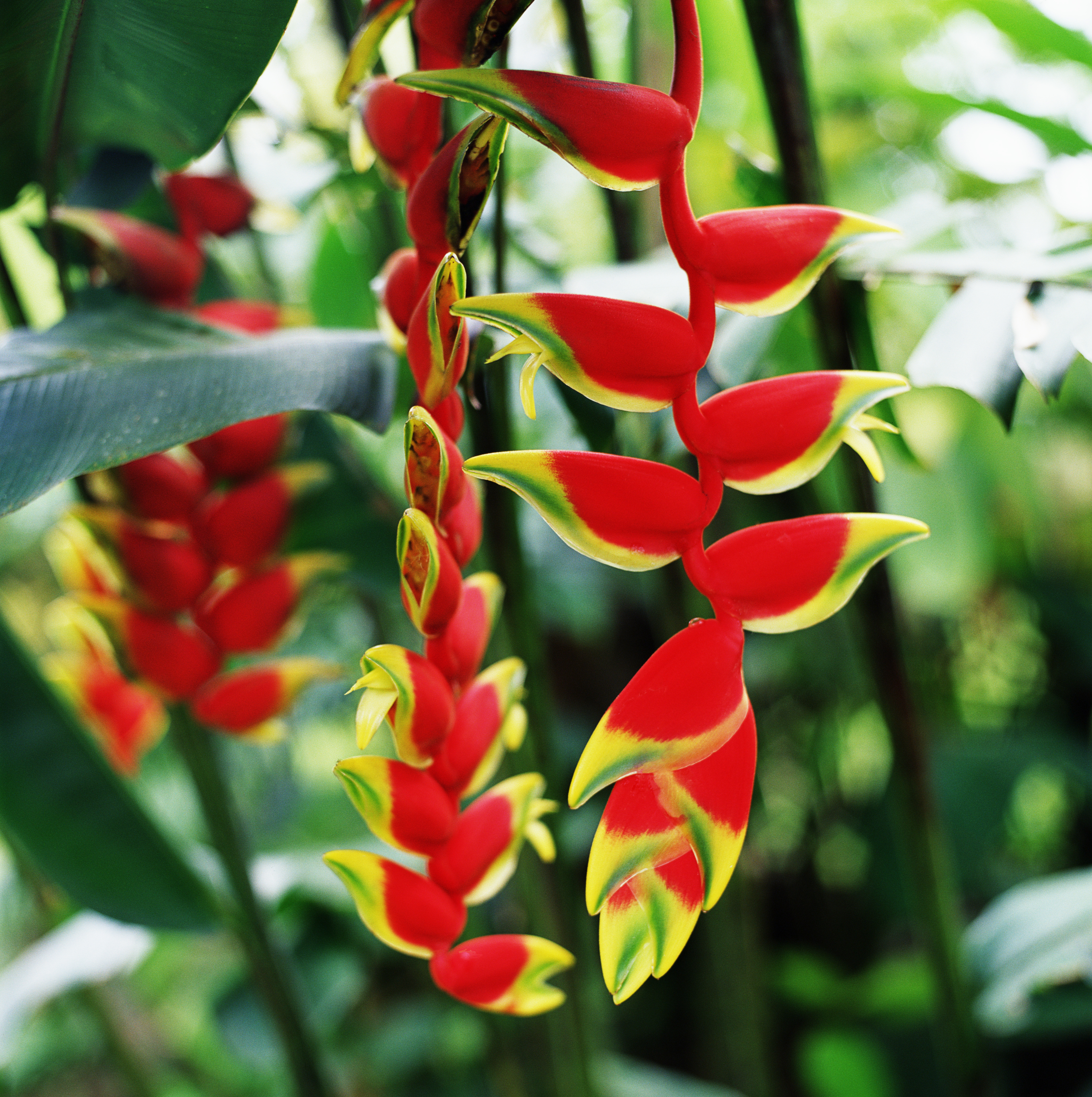 peep-some-tropical-eye-candy