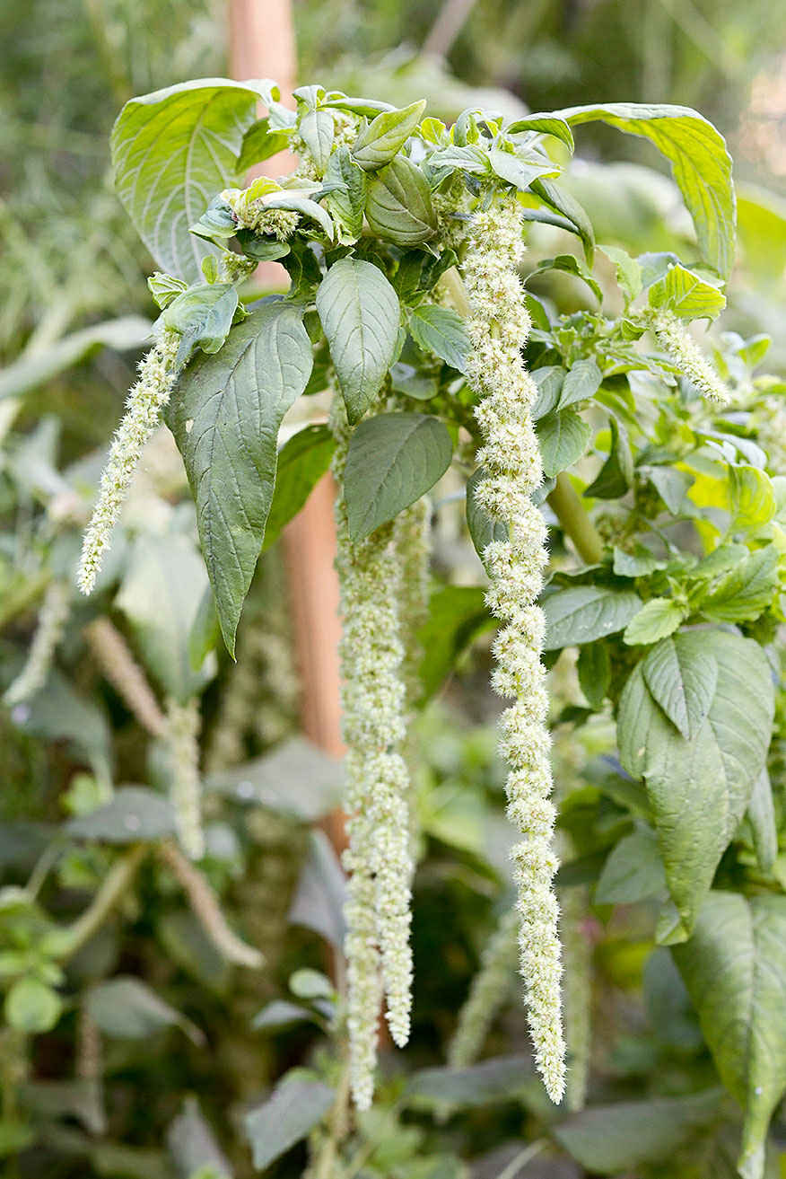 amaranth-amaranthus