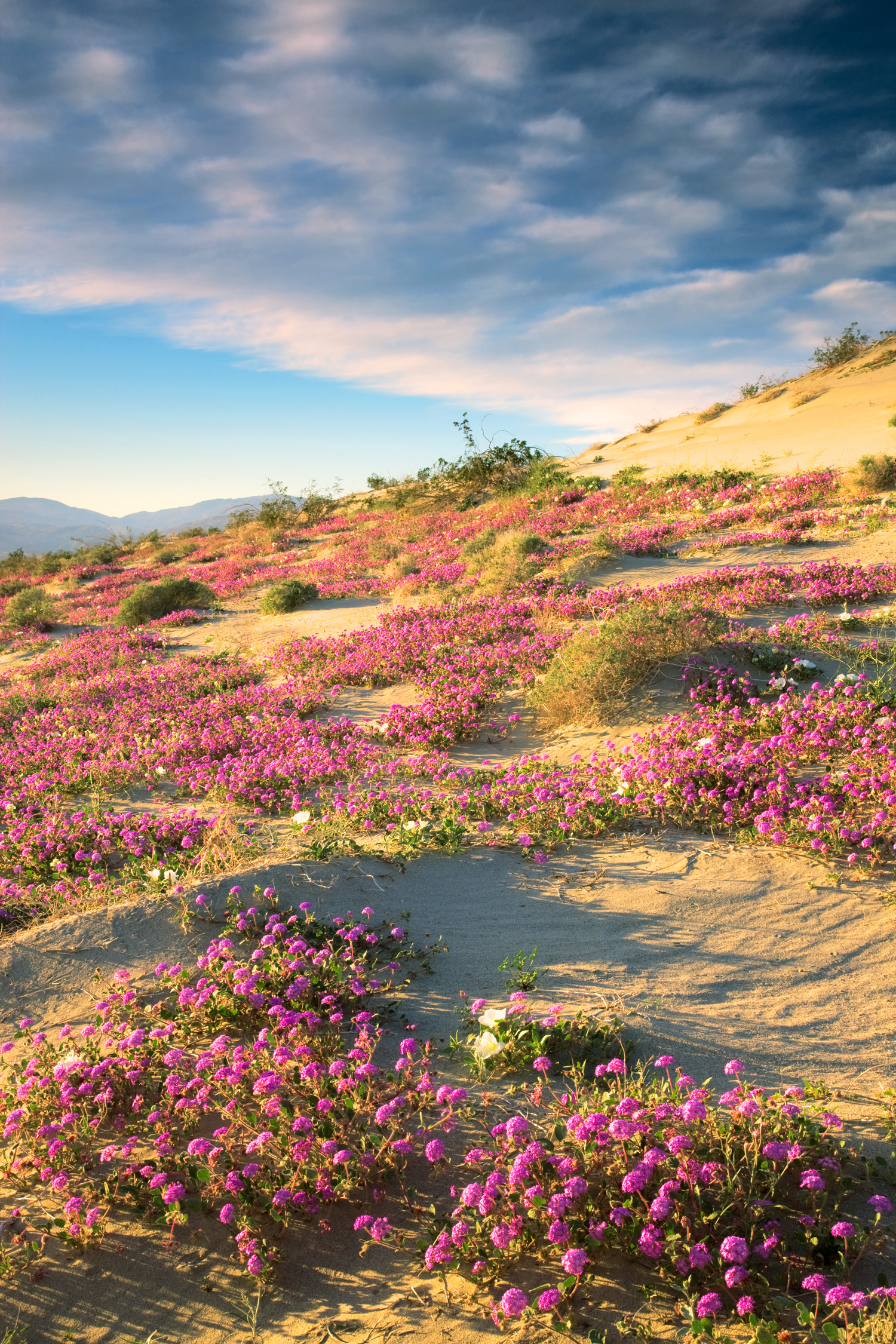 surround-yourself-with-wildflowers