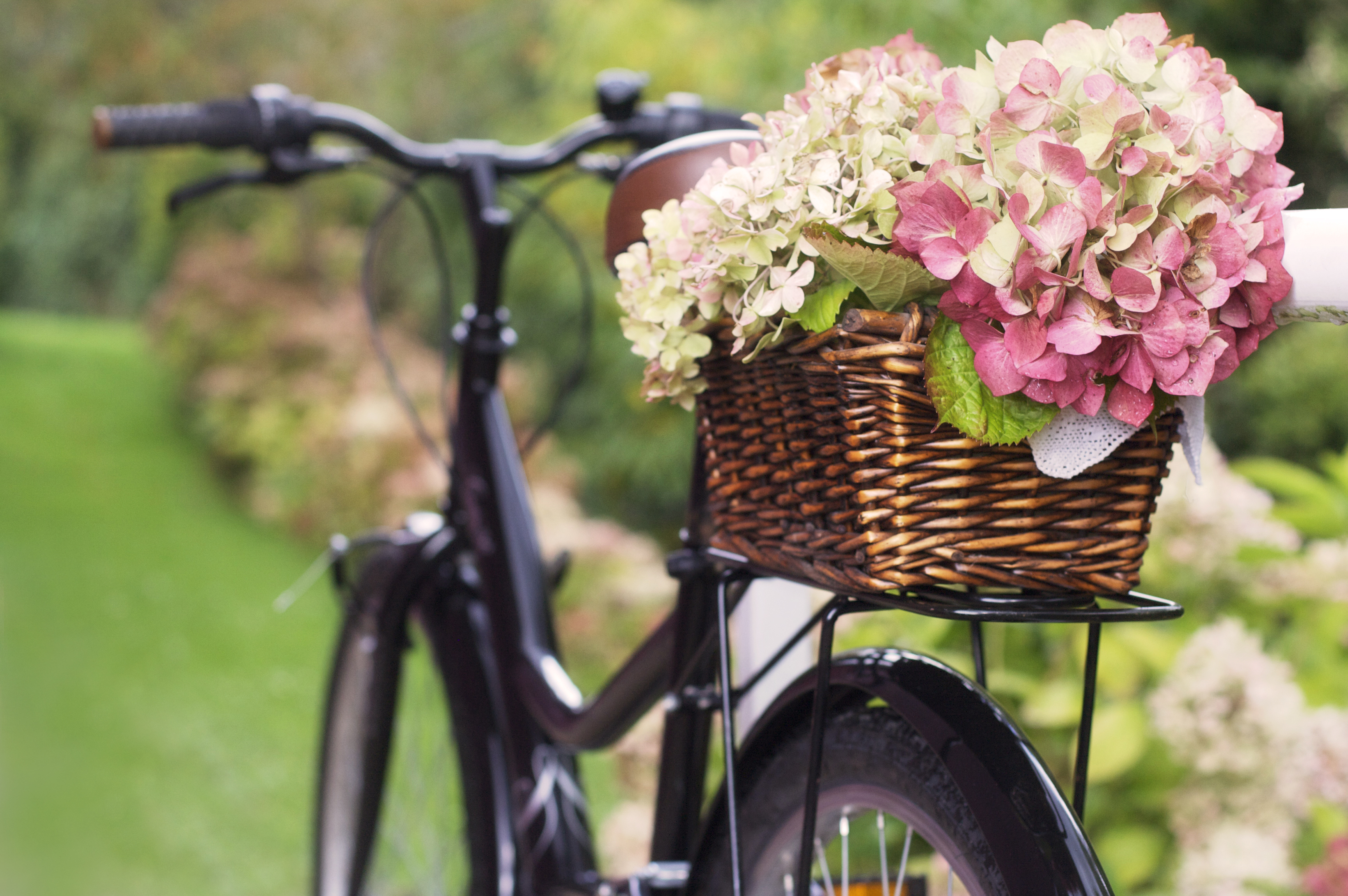 The Secret to Drying Hydrangeas and Other Botanicals