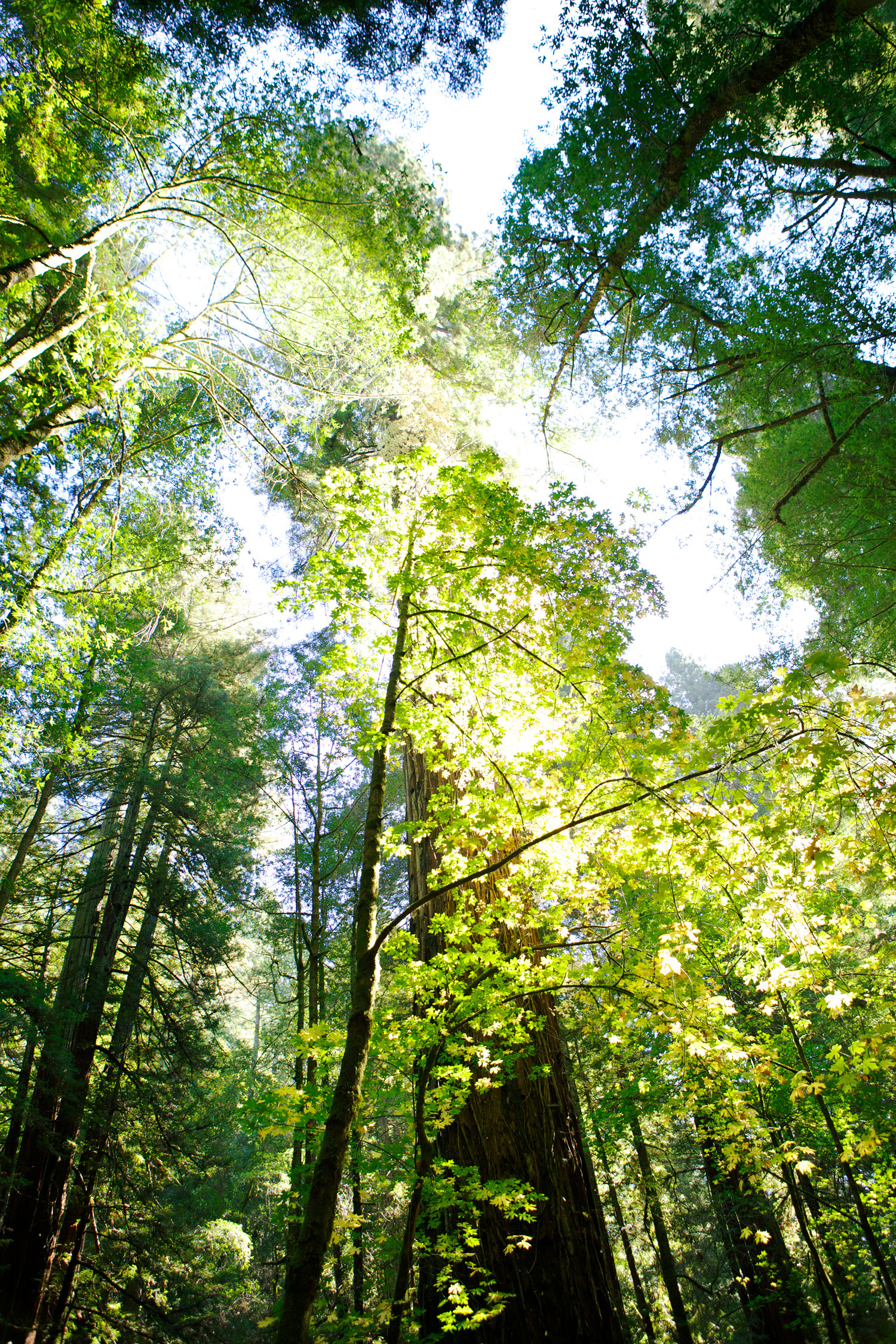 get-up-close-to-a-coast-redwood