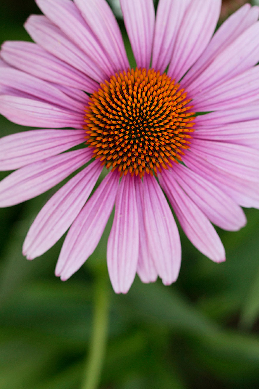 Your Guide to Coneflower