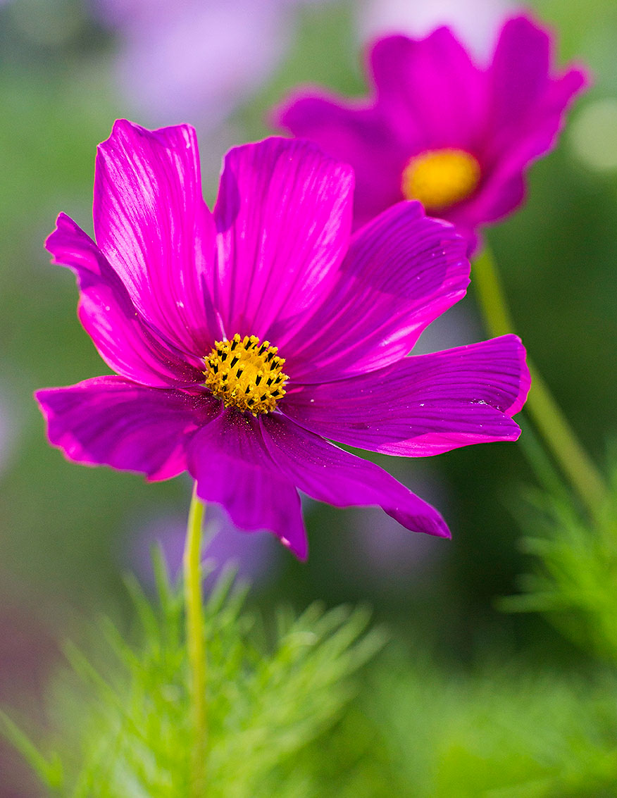 cosmos-cosmos-bipinnatus