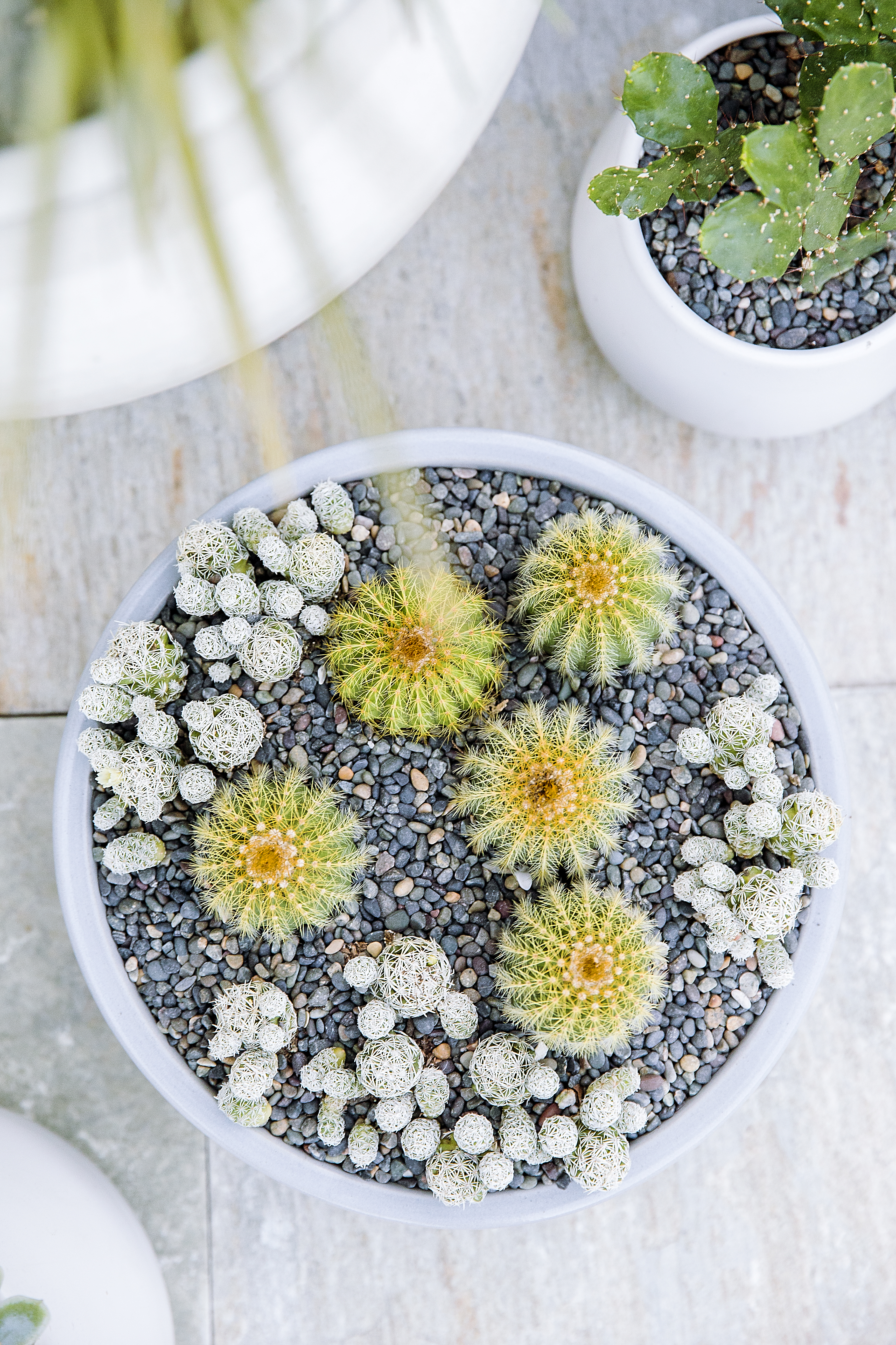 living-cacti-centerpiece