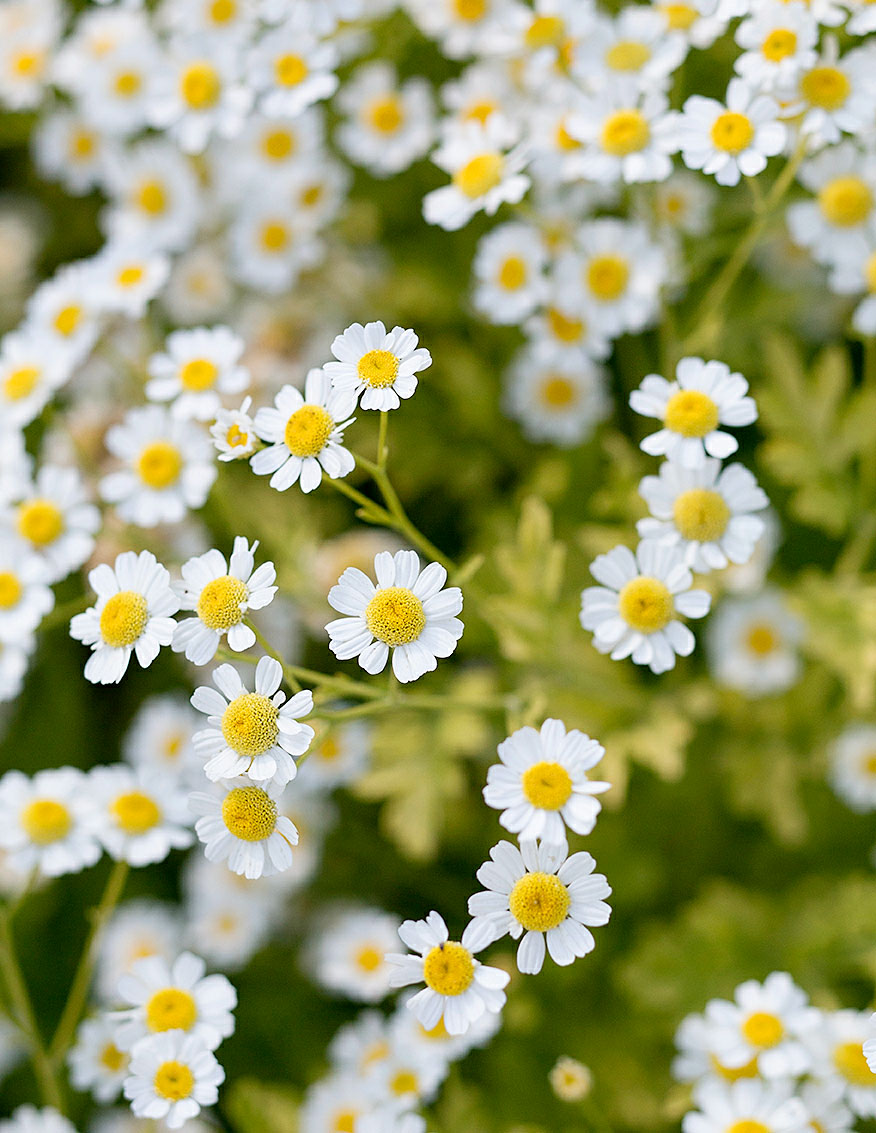 feverfew-tanacetum-parthenium