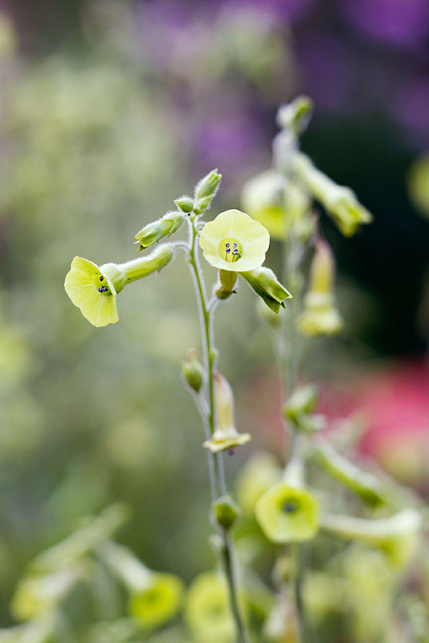 flowering-tobacco-nicotiana-langsdorfii