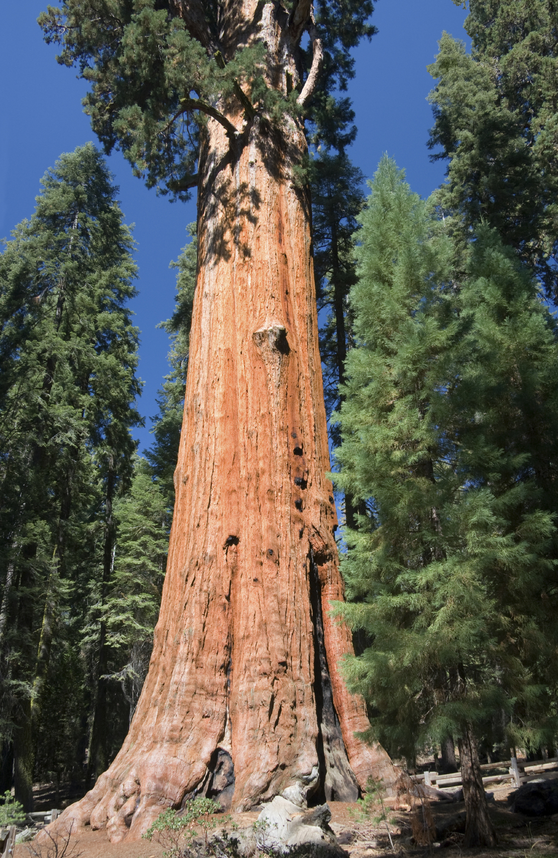 world tallest tree on earth