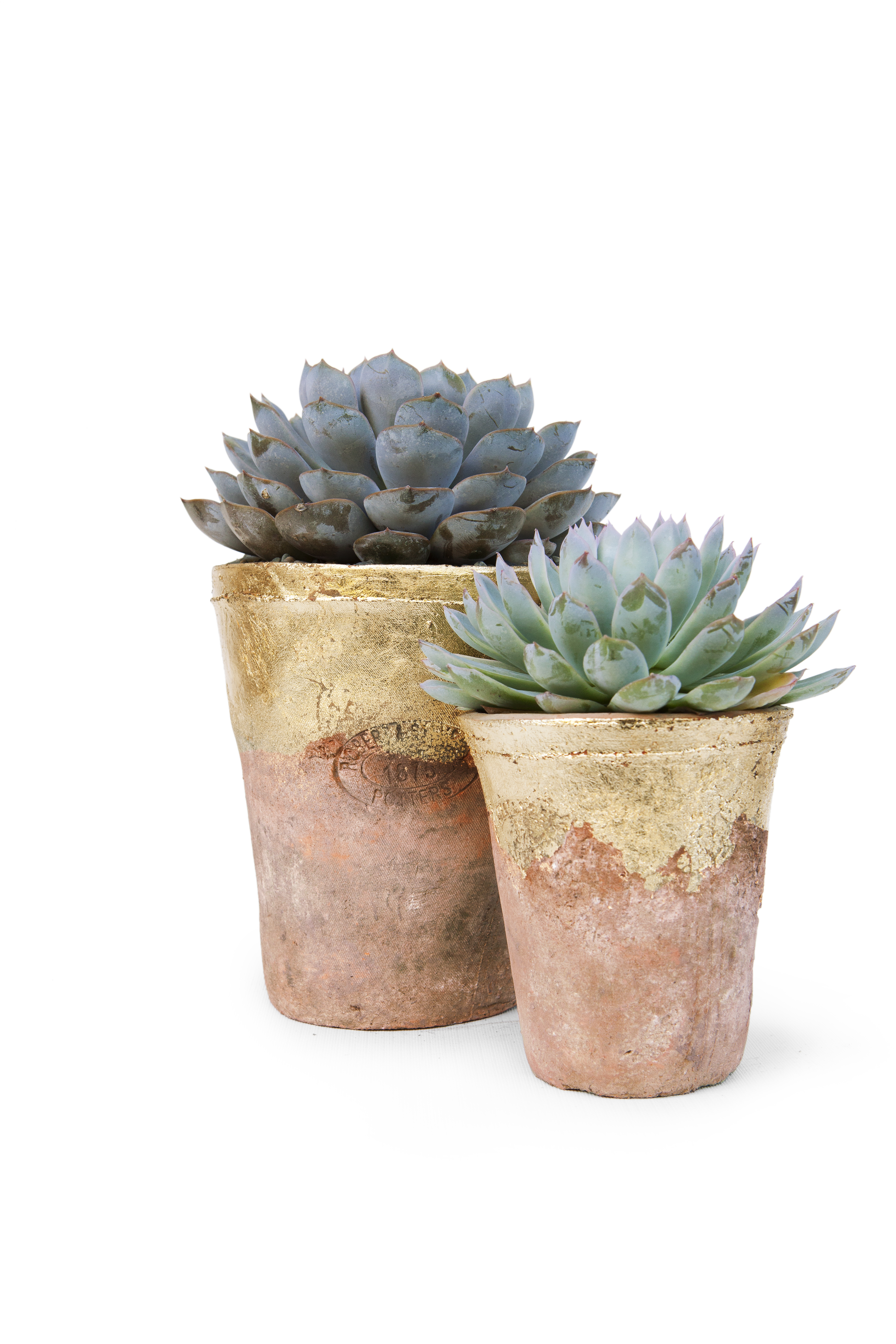 gold-leaf-terra-cotta-succulents