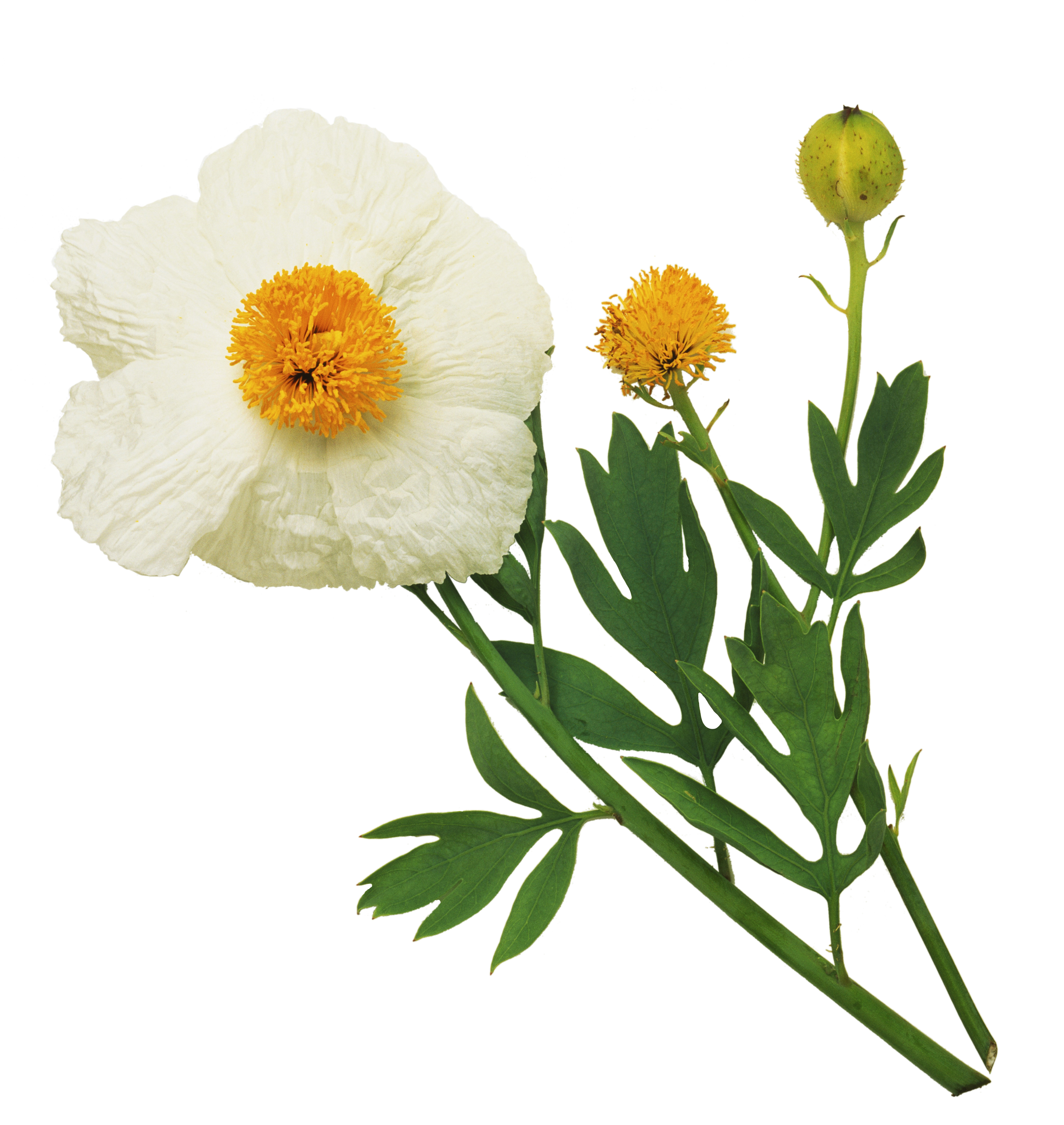 fall-in-love-with-a-flower