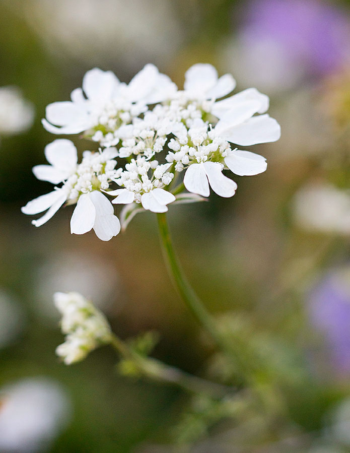 minoan-lace-orlaya-grandiflora