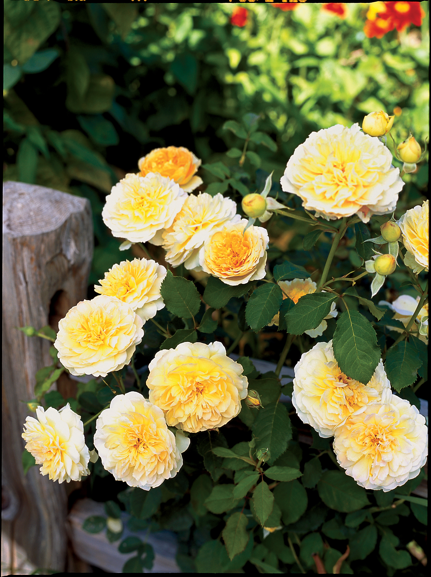 7 Favorite Water-Wise Roses