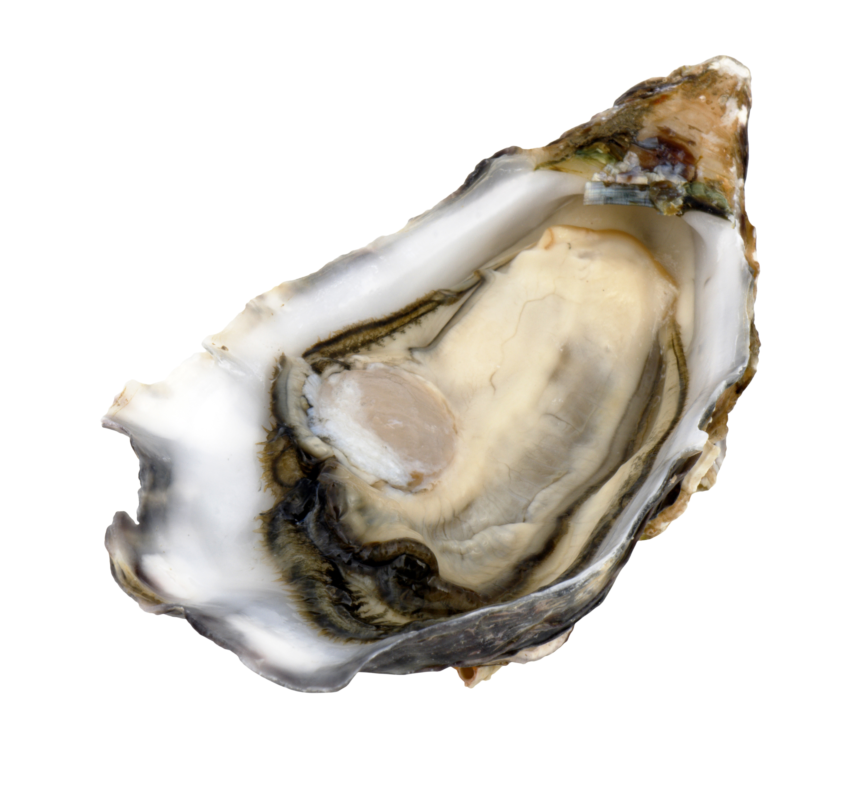 feast-on-fresh-oysters