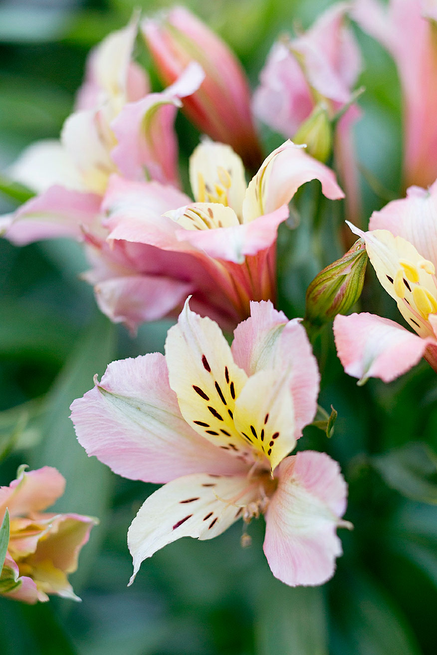 peruvian-lily-alstroemeria