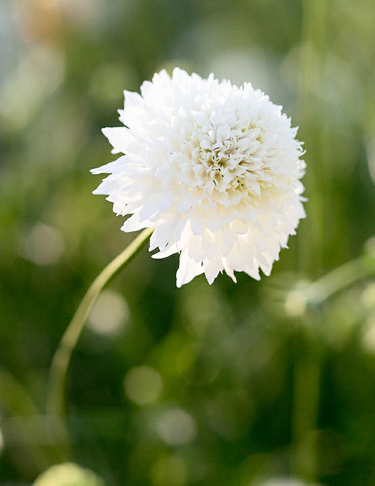 pincushion-flower-scabiosa
