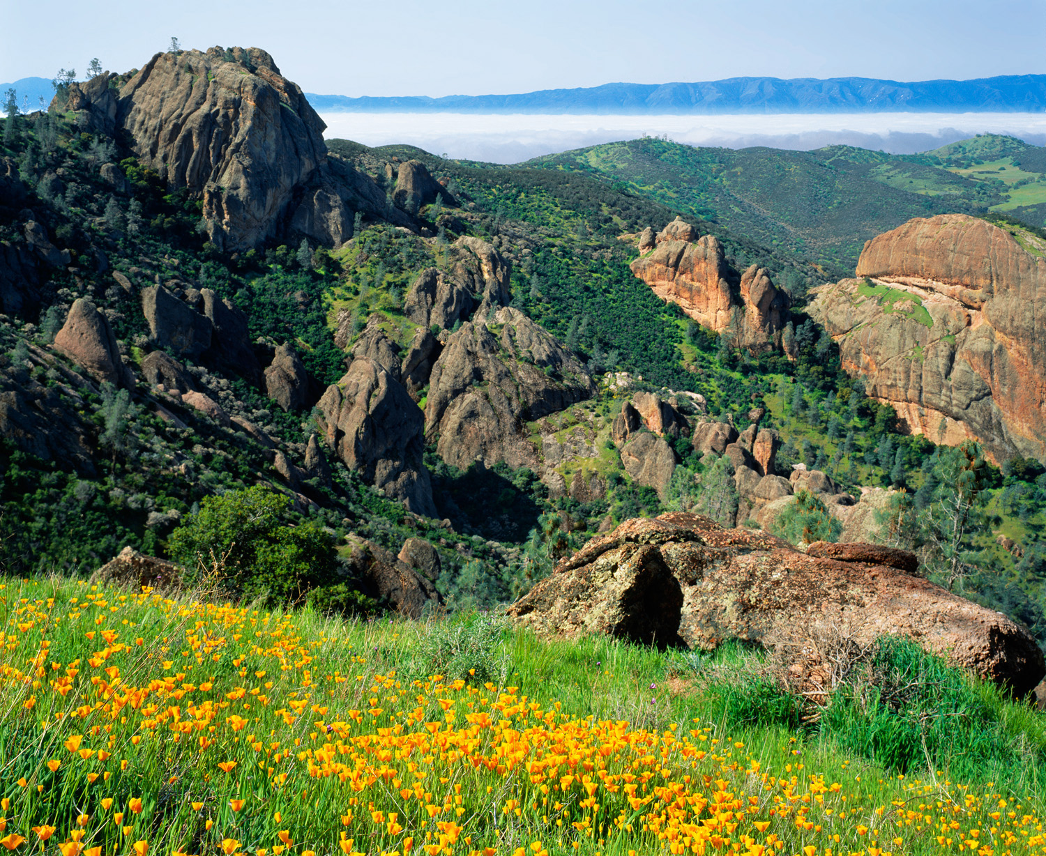 see-a-california-condor-soar