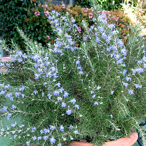 chefs-choice-rosemary