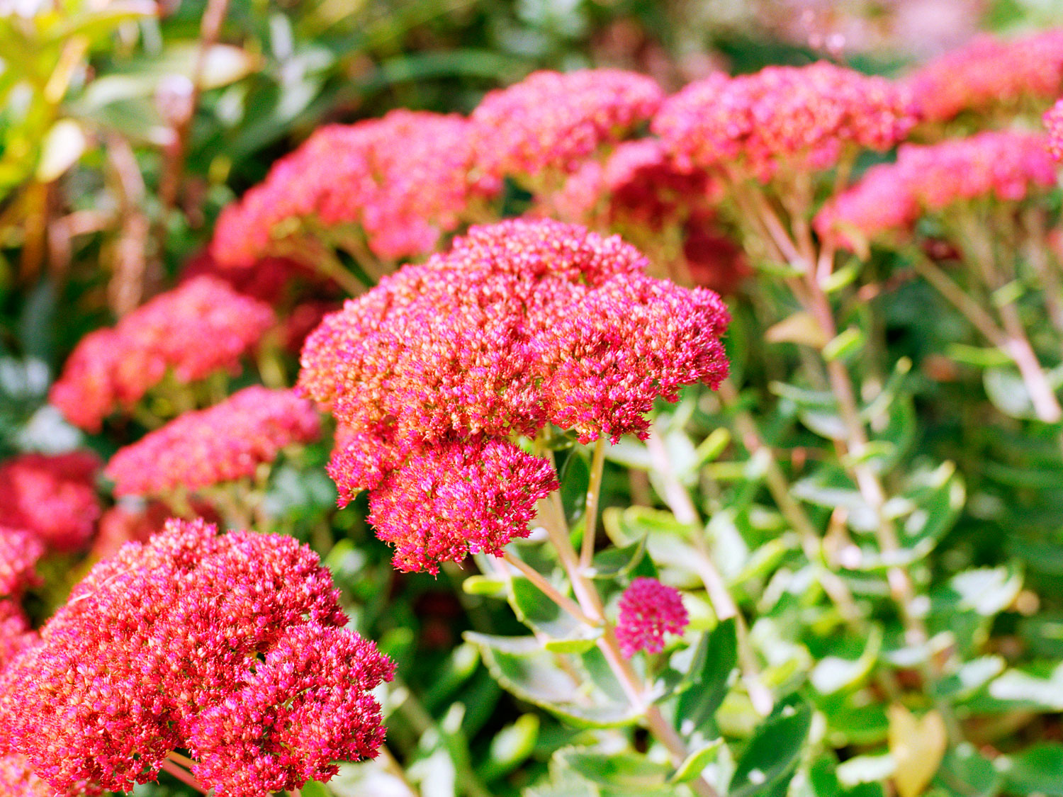 sedum-herbstfreude-group
