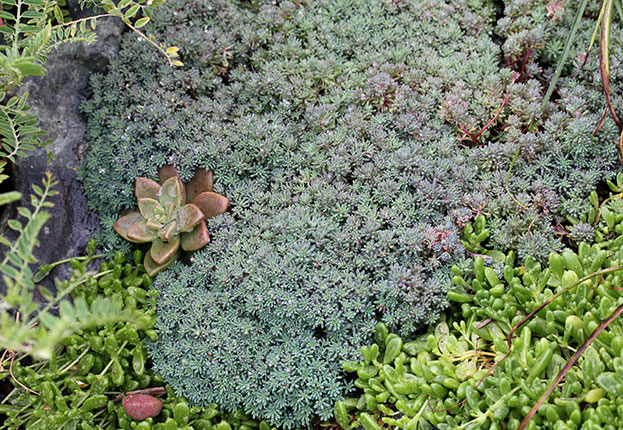 sedum-hispanicum-spanish-stonecrop