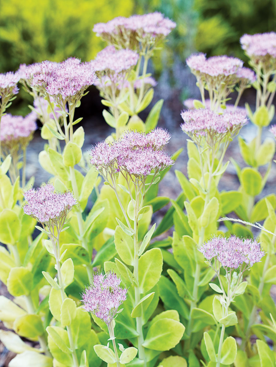 EasyCare Sedum Plants Sunset Sunset Magazine