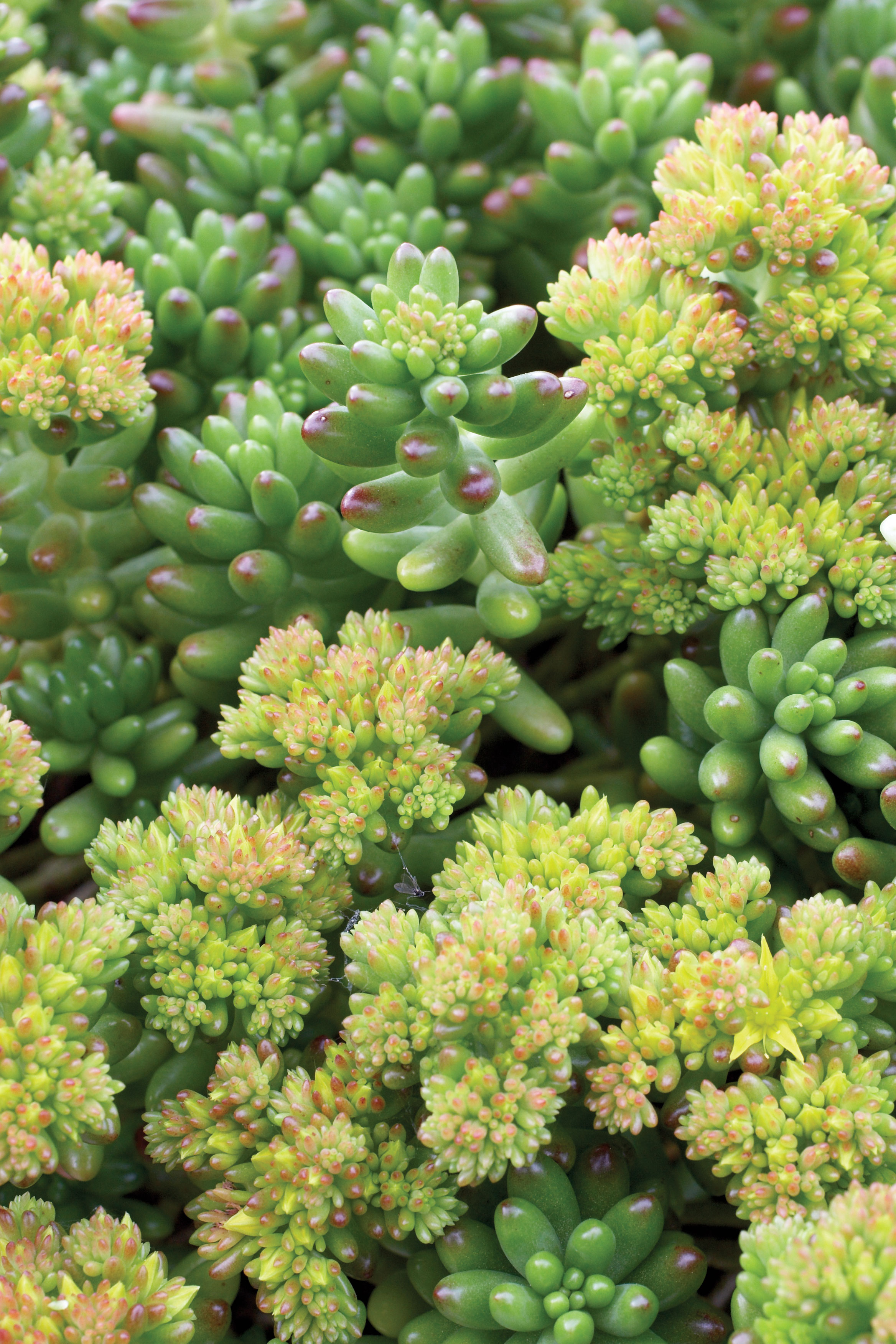 sedum-x-rubrotinctum-pork-and-beans