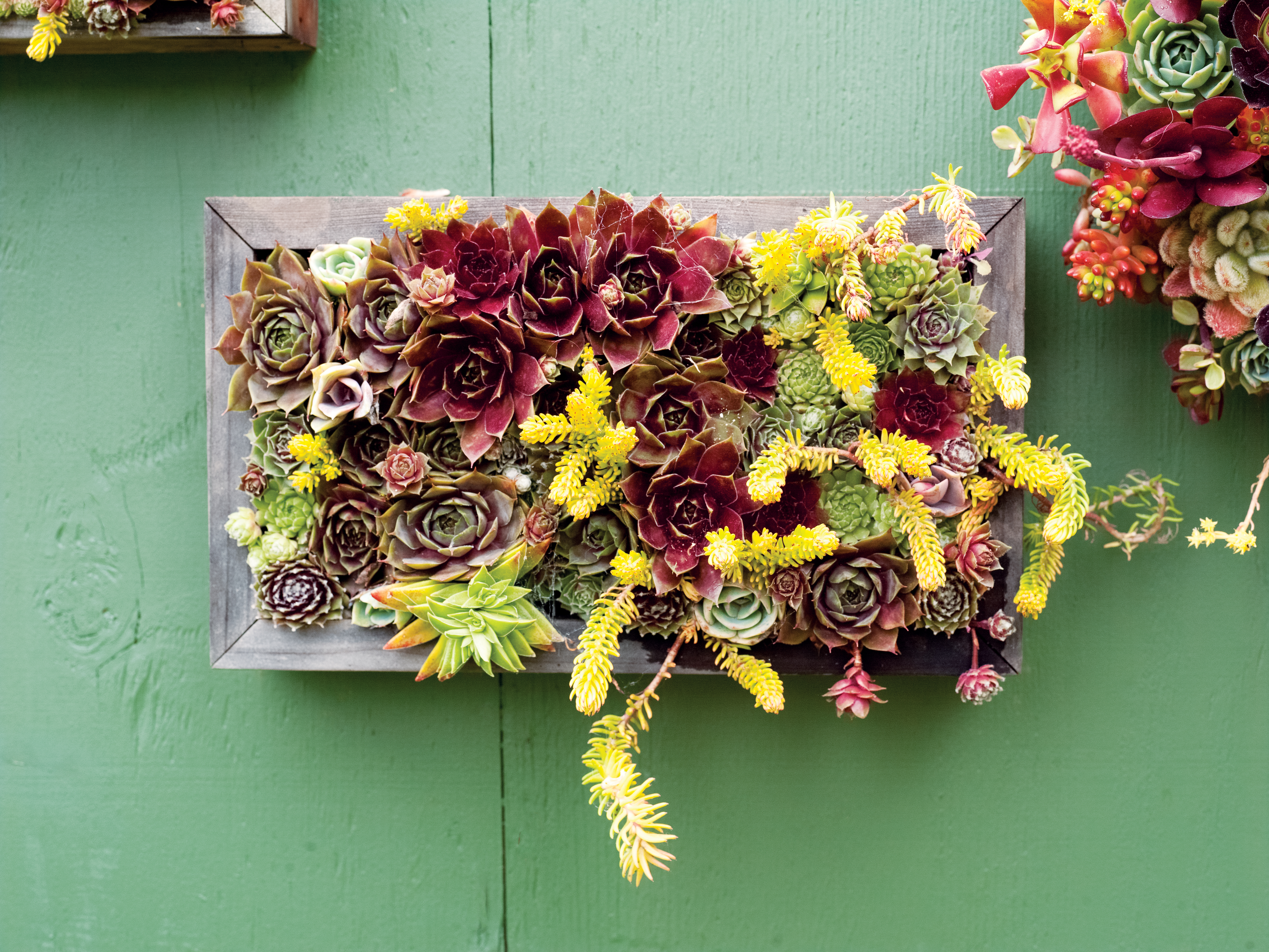 Water Wise Container Plants That Look Good Do The Most Sunset