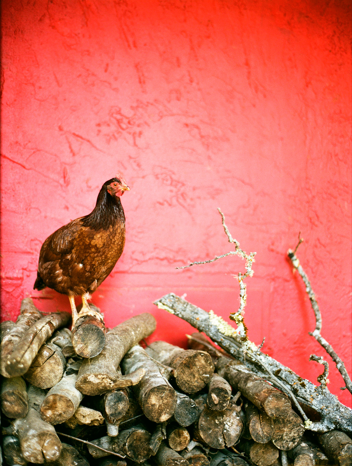 embrace-the-color-red