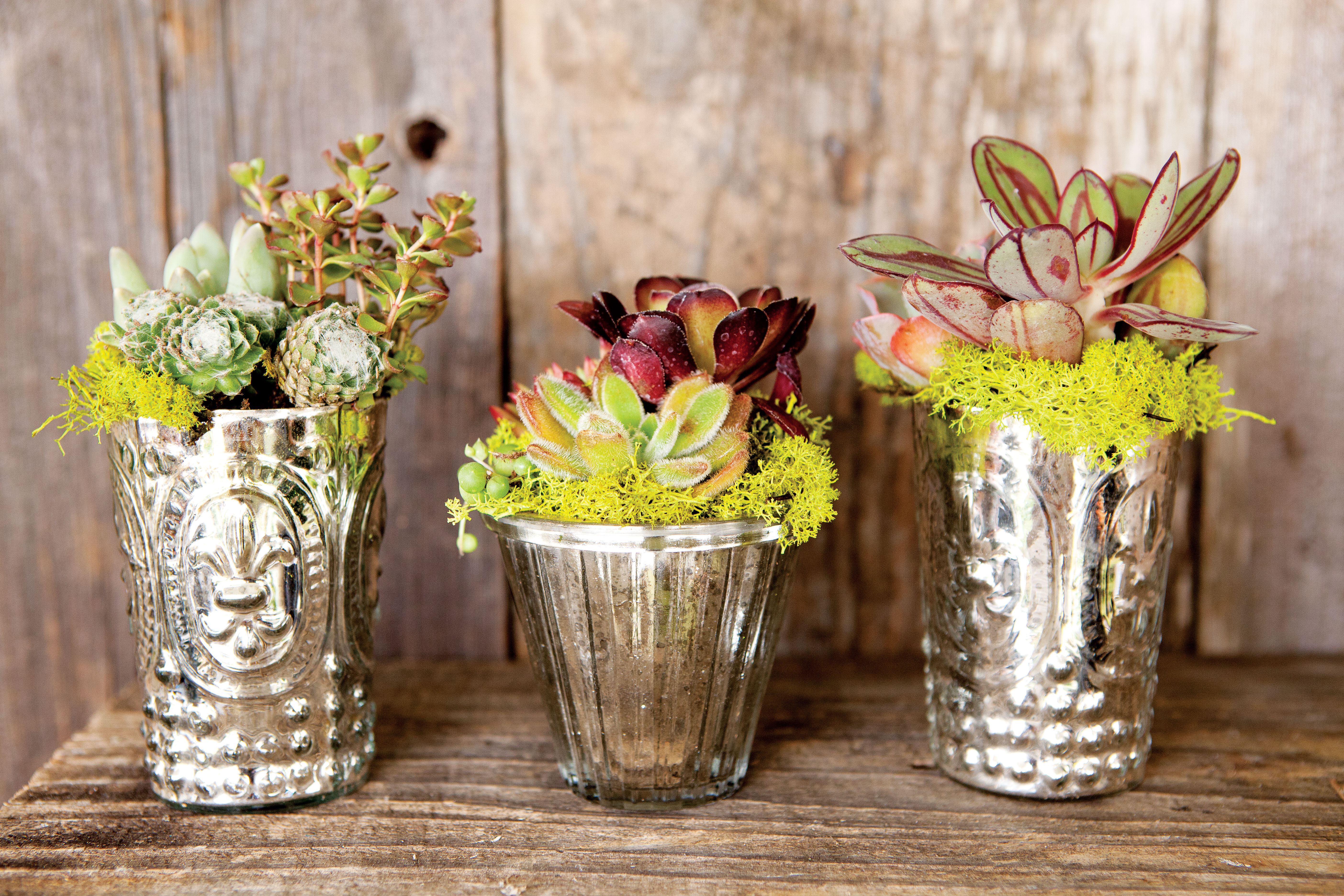 succulents-in-recycled-vases