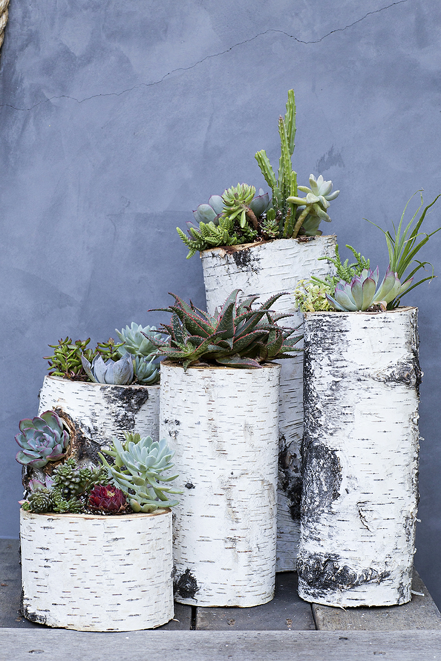 Outlets Concrete Cylinder with Moss and Succulent