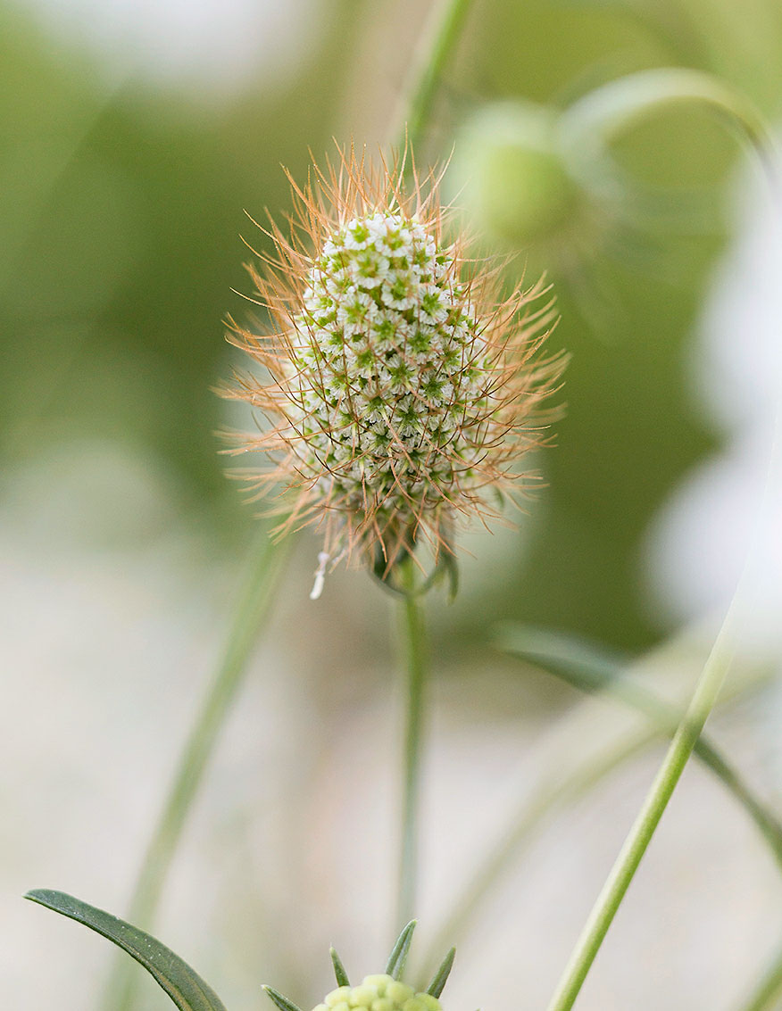 useful-seed-heads