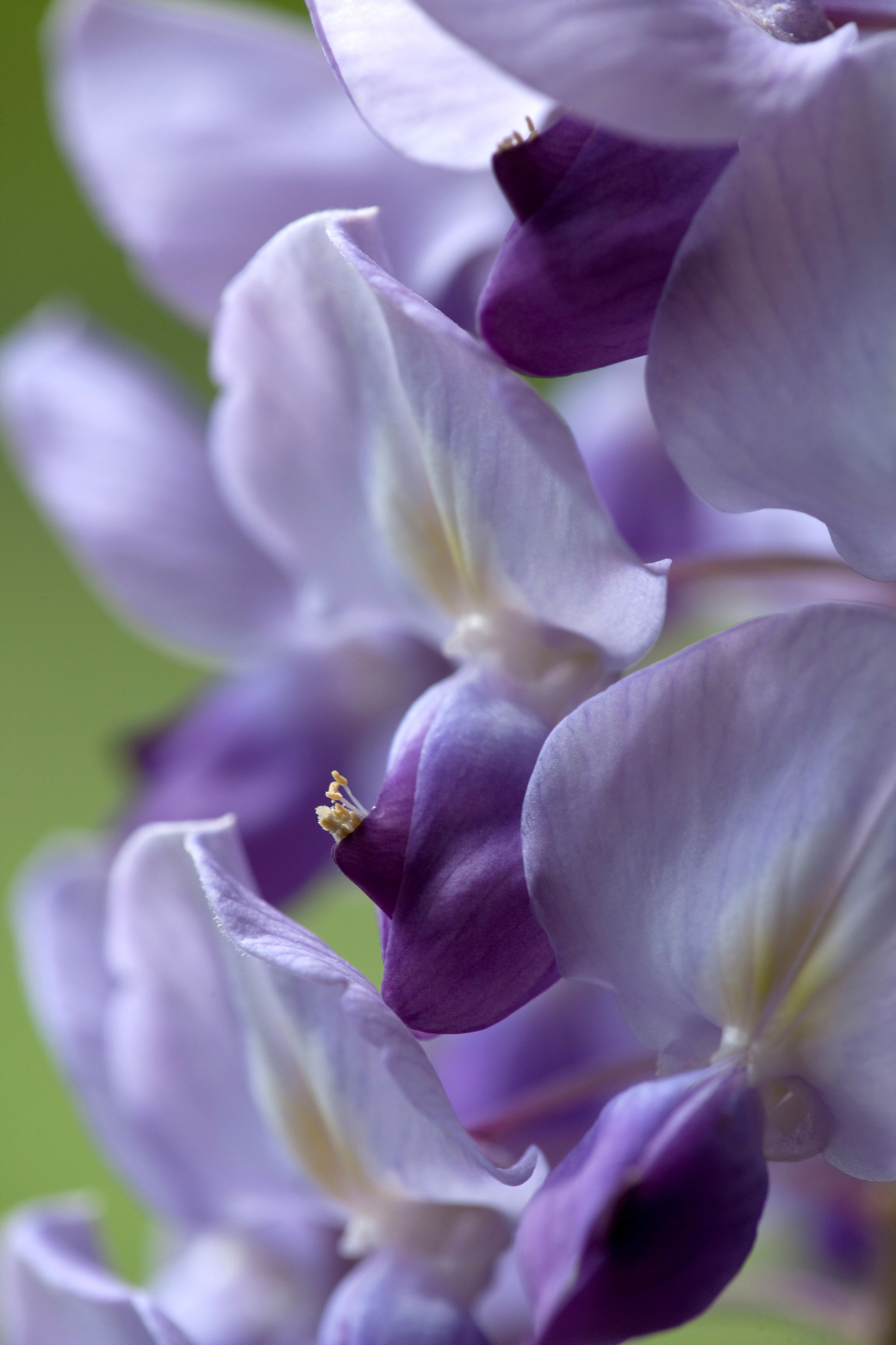 Supporting Wisteria Vines
