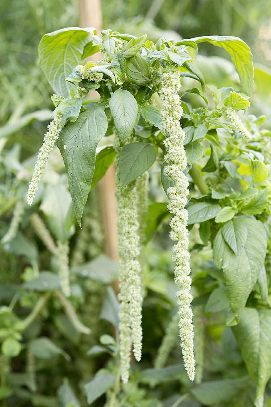 amaranth-amaranthus