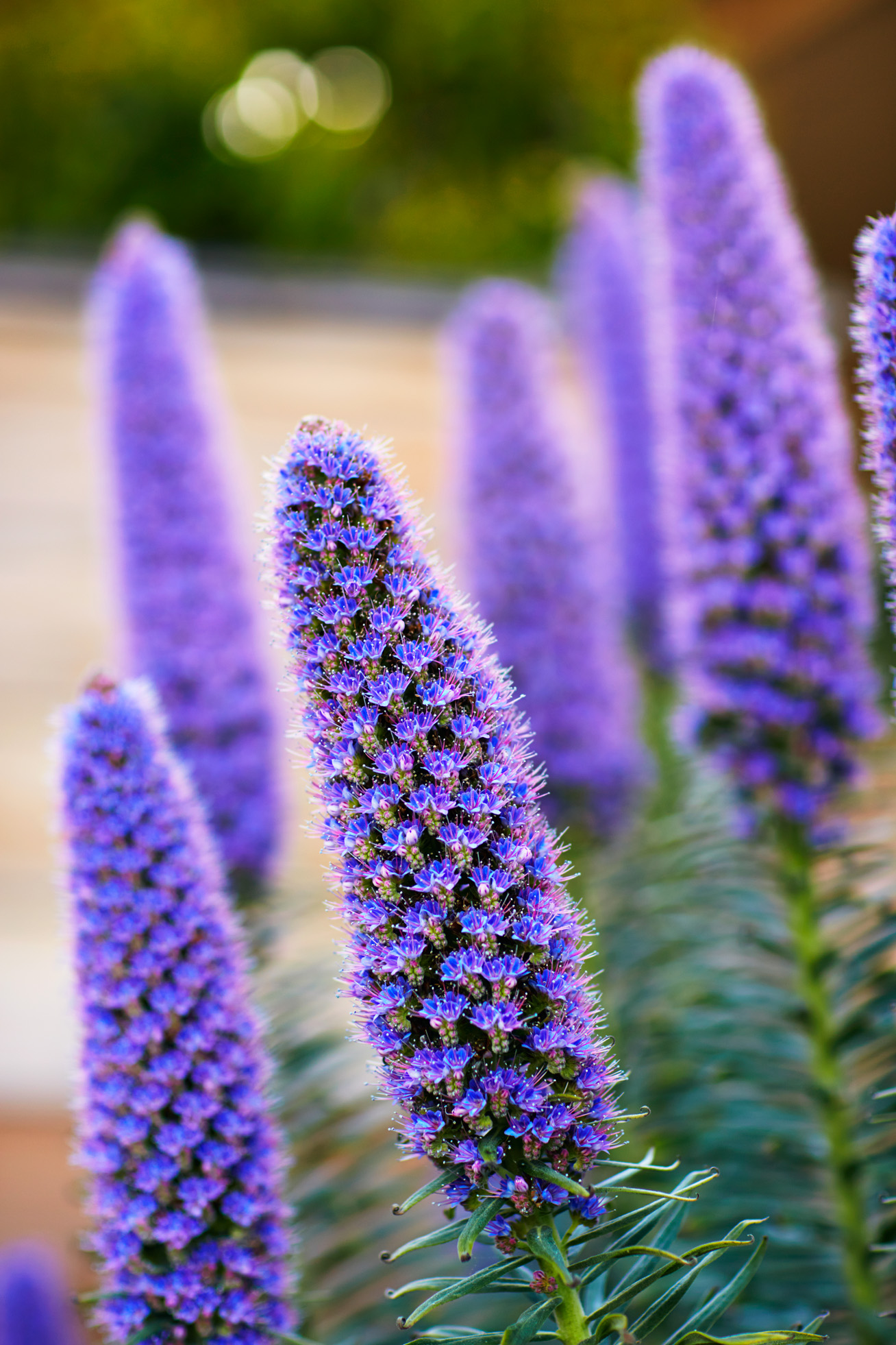 echium-candicans