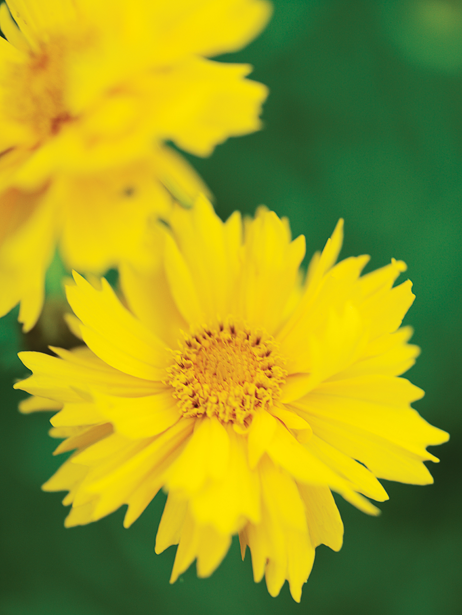 tickseed-coreopsis-grandiflora