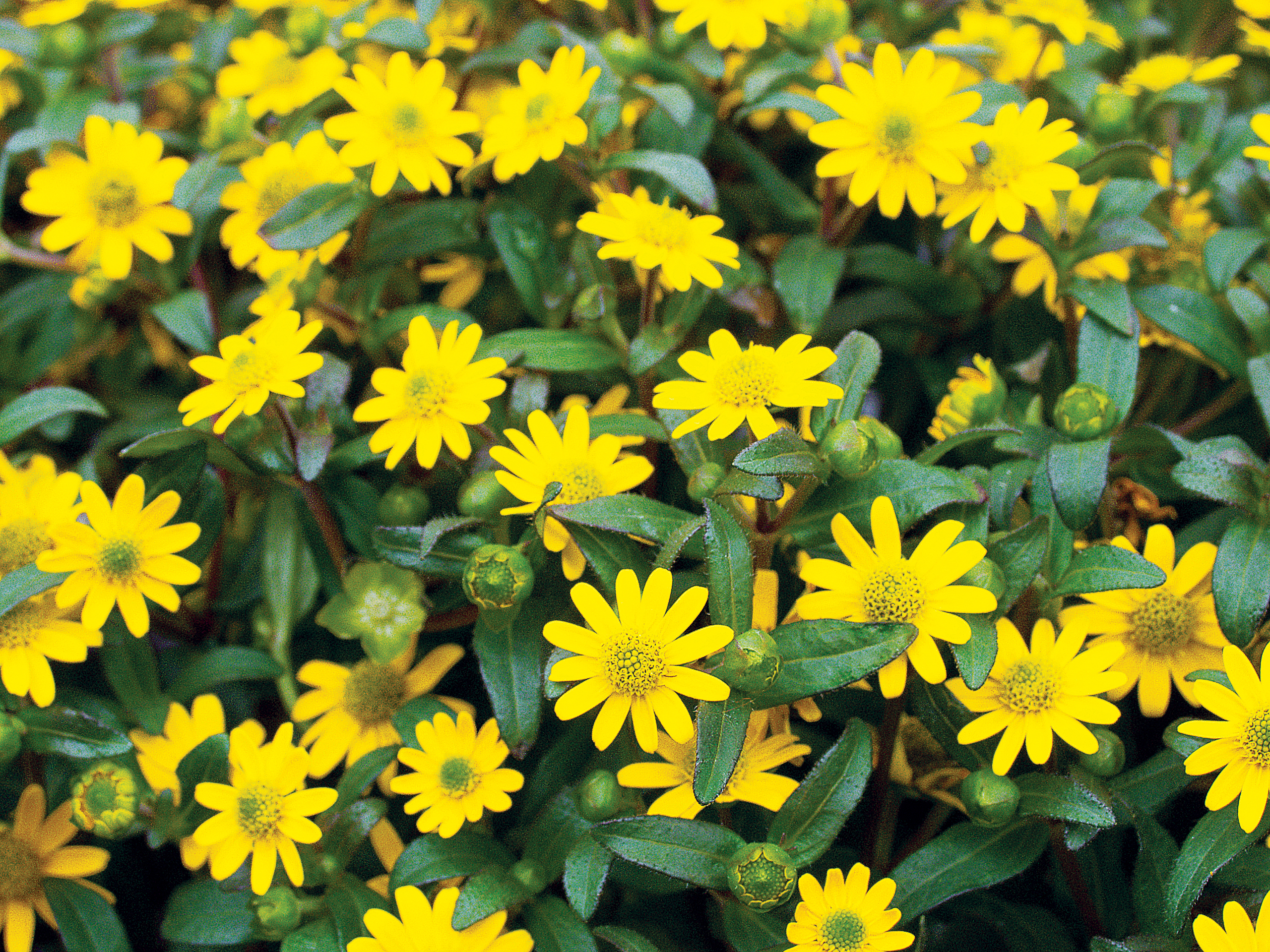 creeping-zinnia-sanvitalia