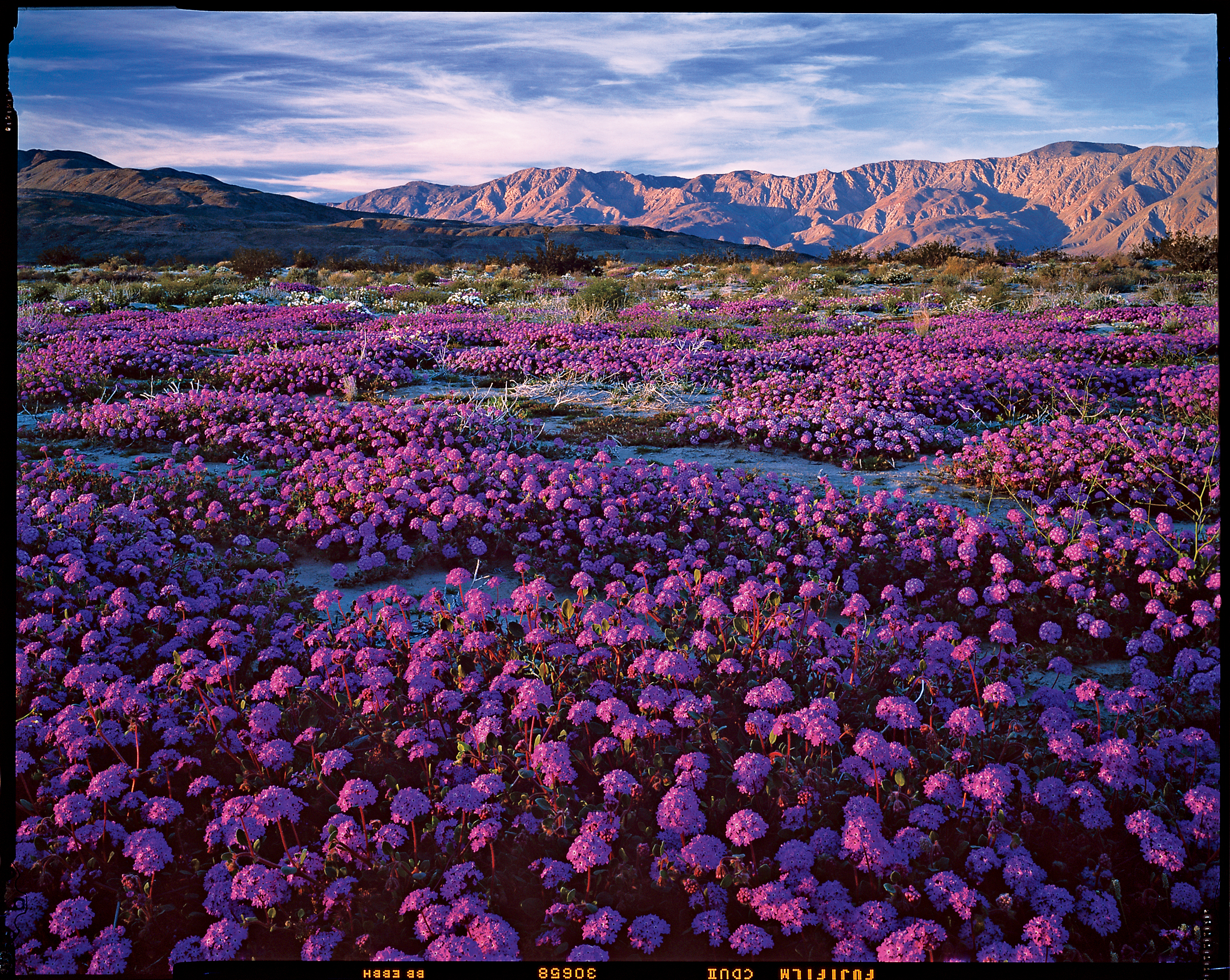 Southern California's desert glory - Sunset Magazine