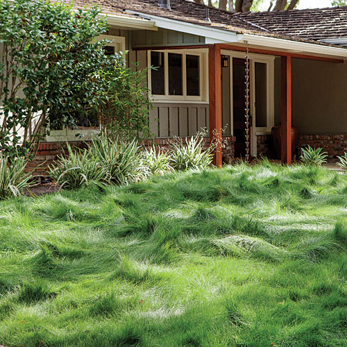 plant-an-informal-fescue