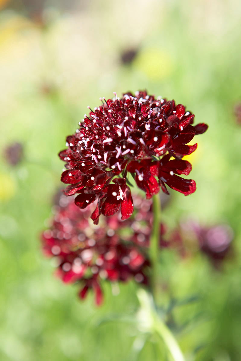 black-scabiosa-scabiosa-atropurpurea-black