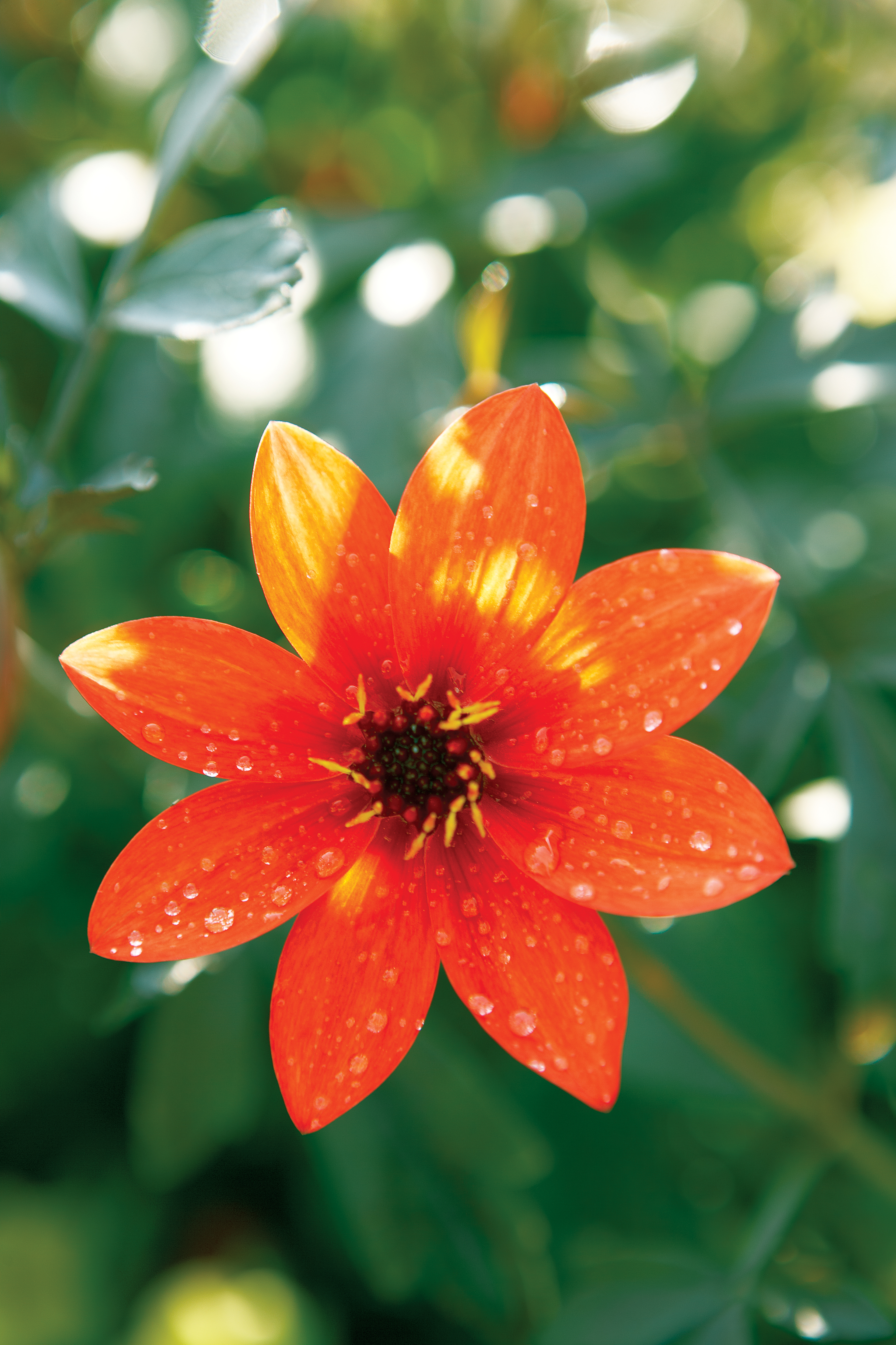 dahlia-mystic-desire