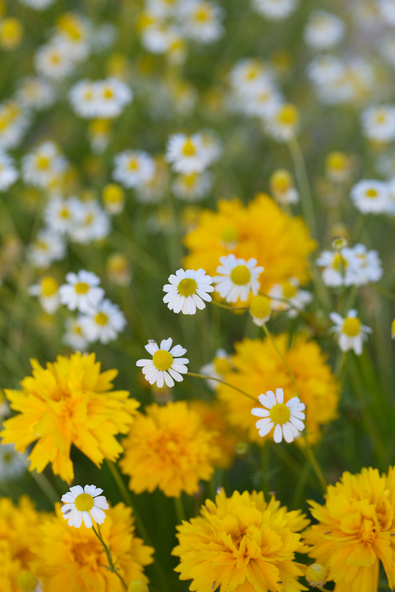 coreopsis-chamomile