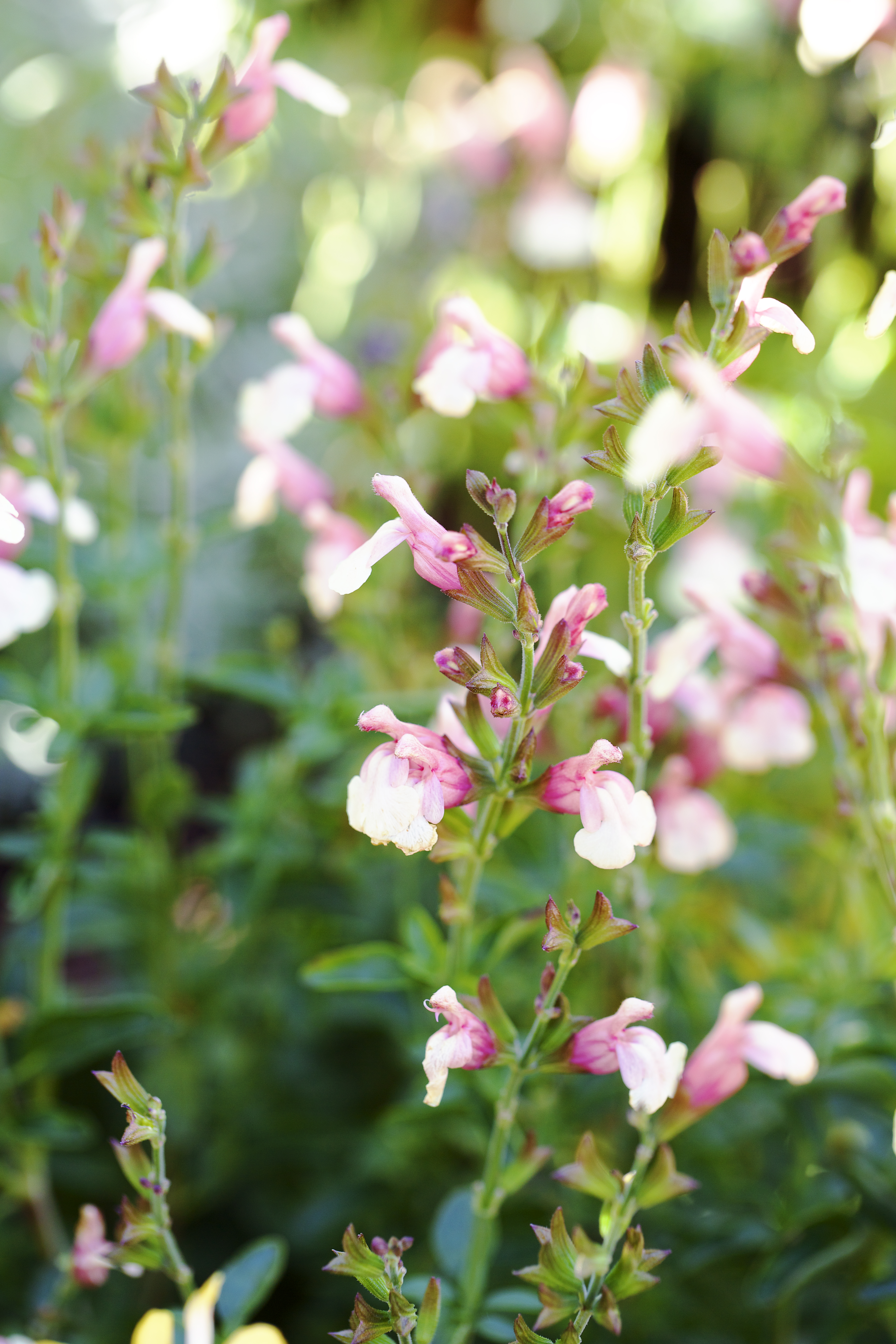 salvia-sierra-de-san-antonio