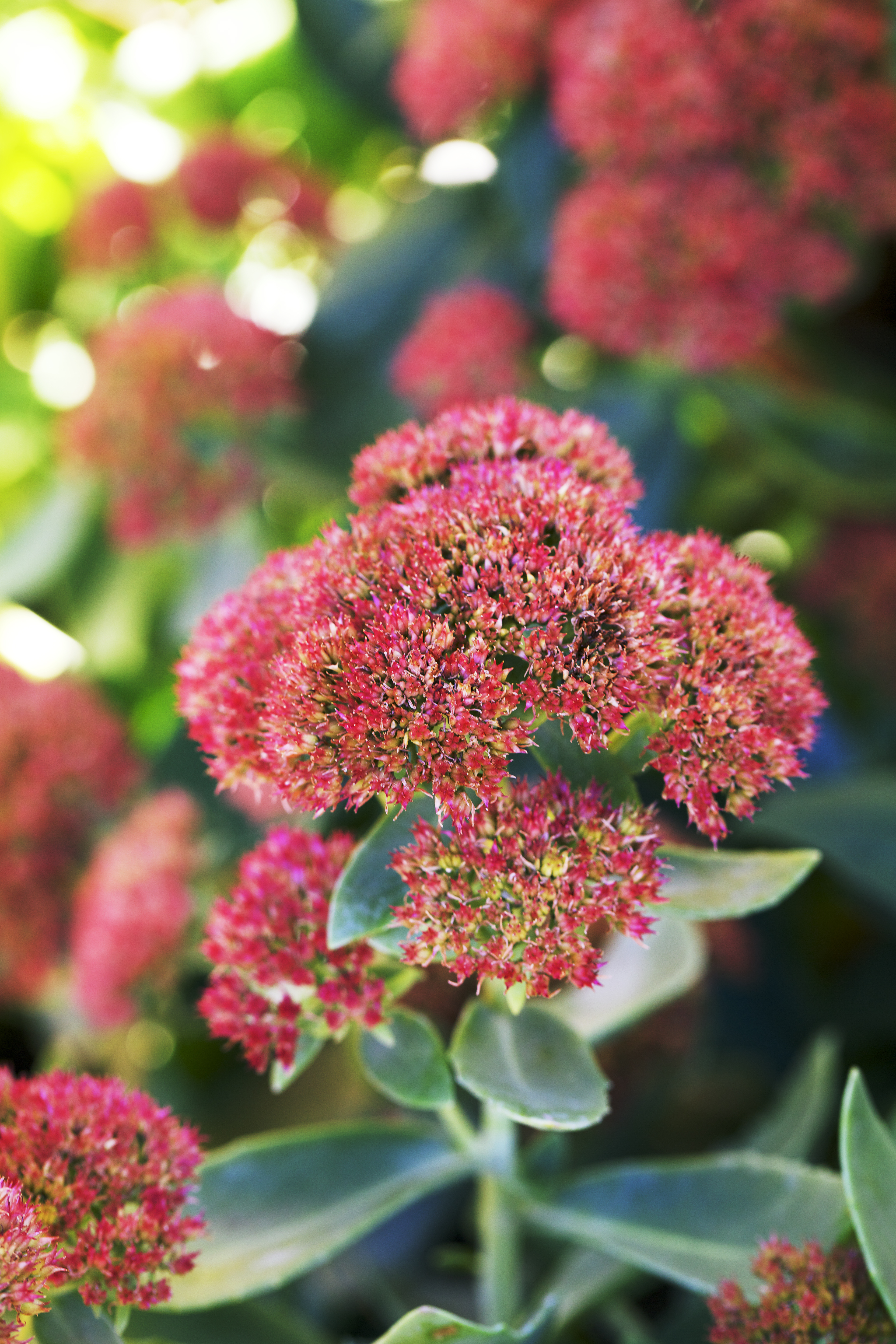 sedum-autumn-fire