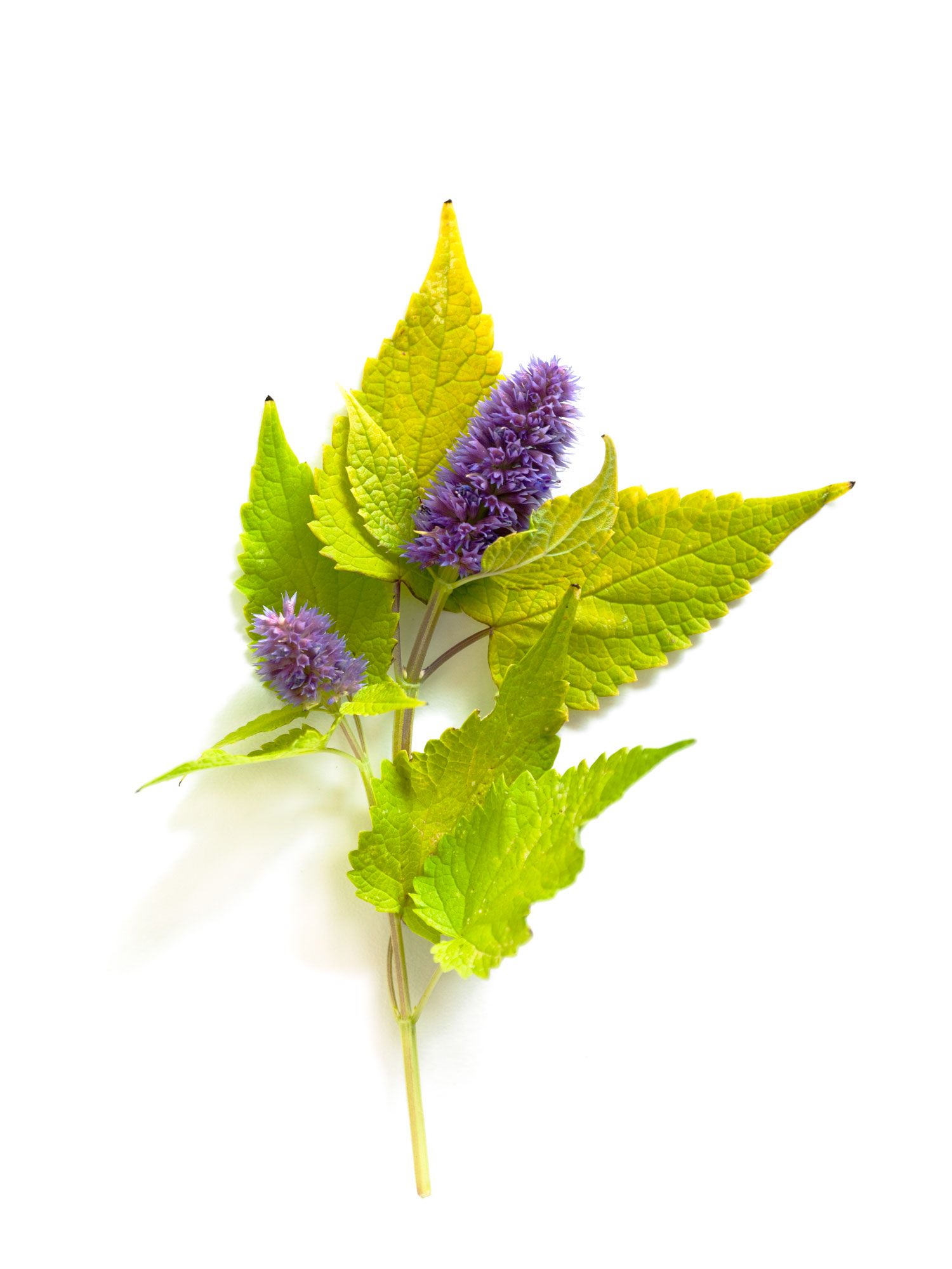 anise-hyssop-agastache-foeniculum-golden-jubilee