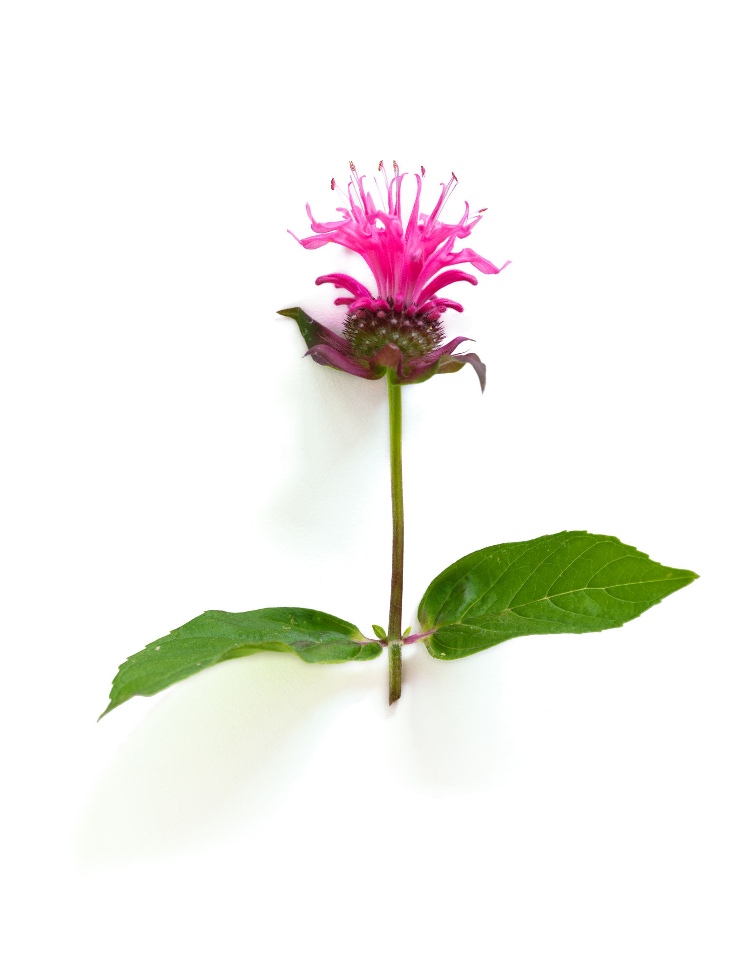 bee-balm-monarda-didyma