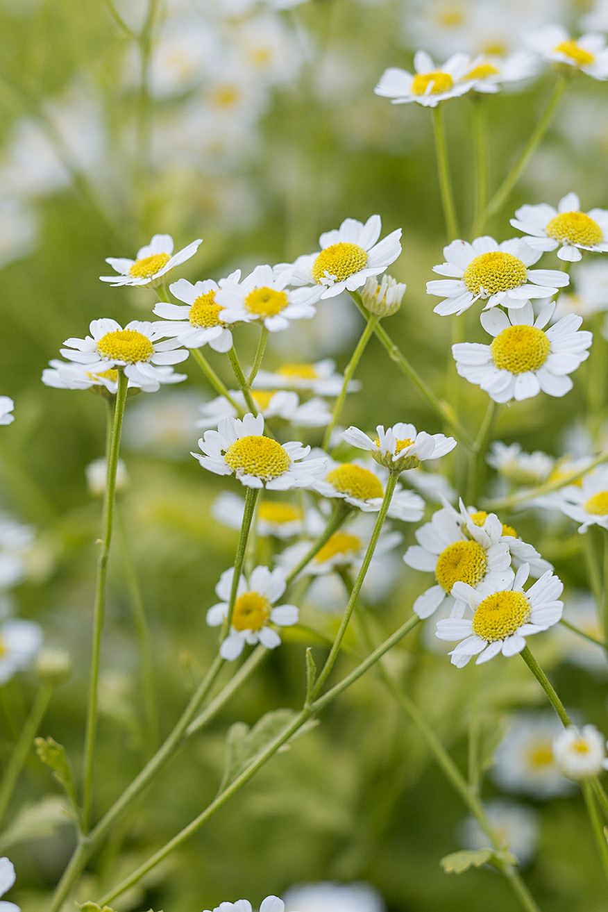 golden-feverfew-tanacetum-parthenium-aureum