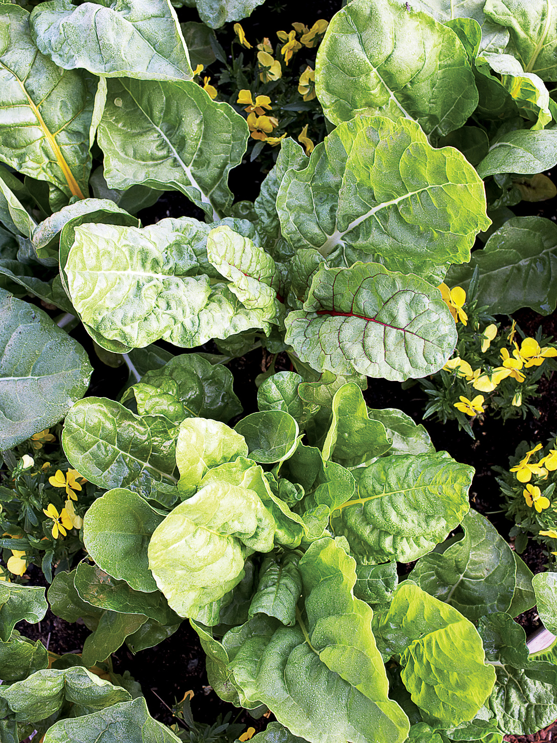 Greens you'll love to grow